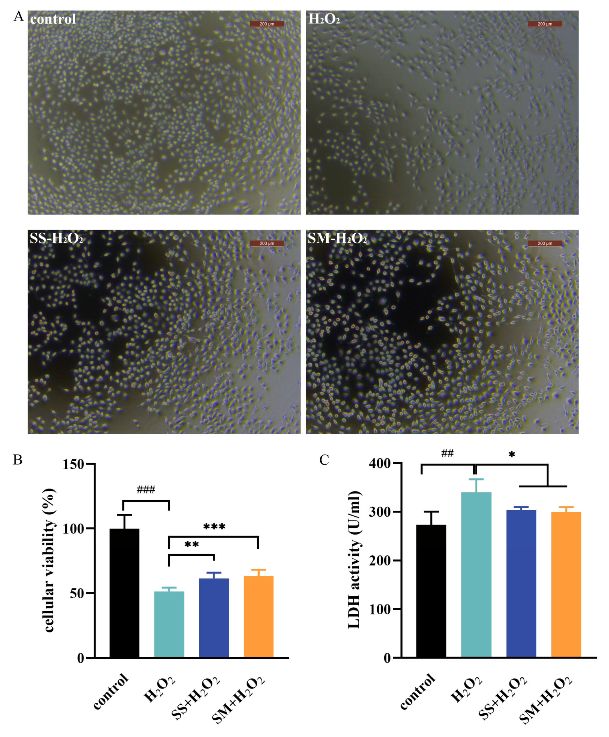 Antioxidants 12 01685 g004 Antioxidants 12 01685 g004
