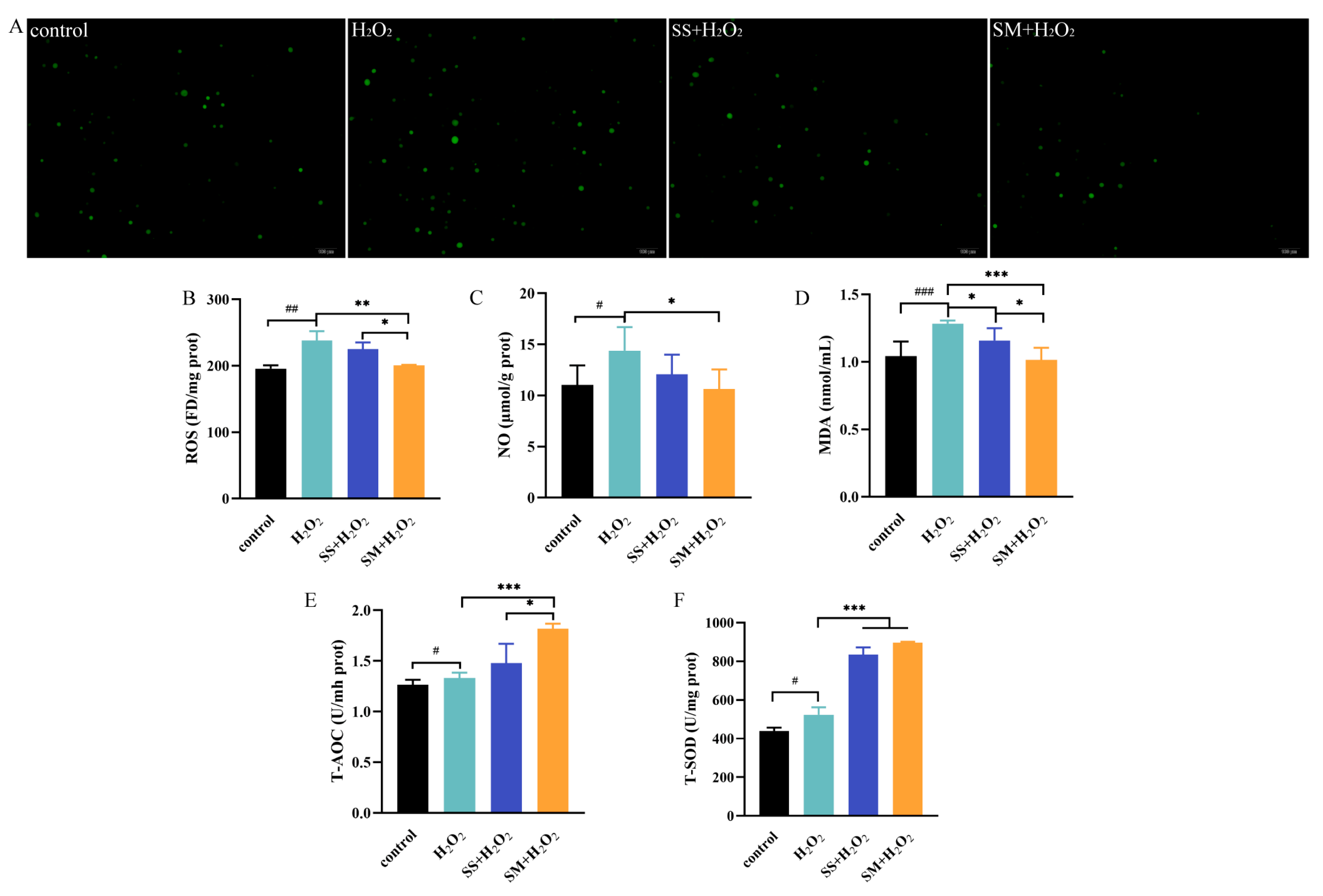 Antioxidants 12 01685 g005 Antioxidants 12 01685 g005