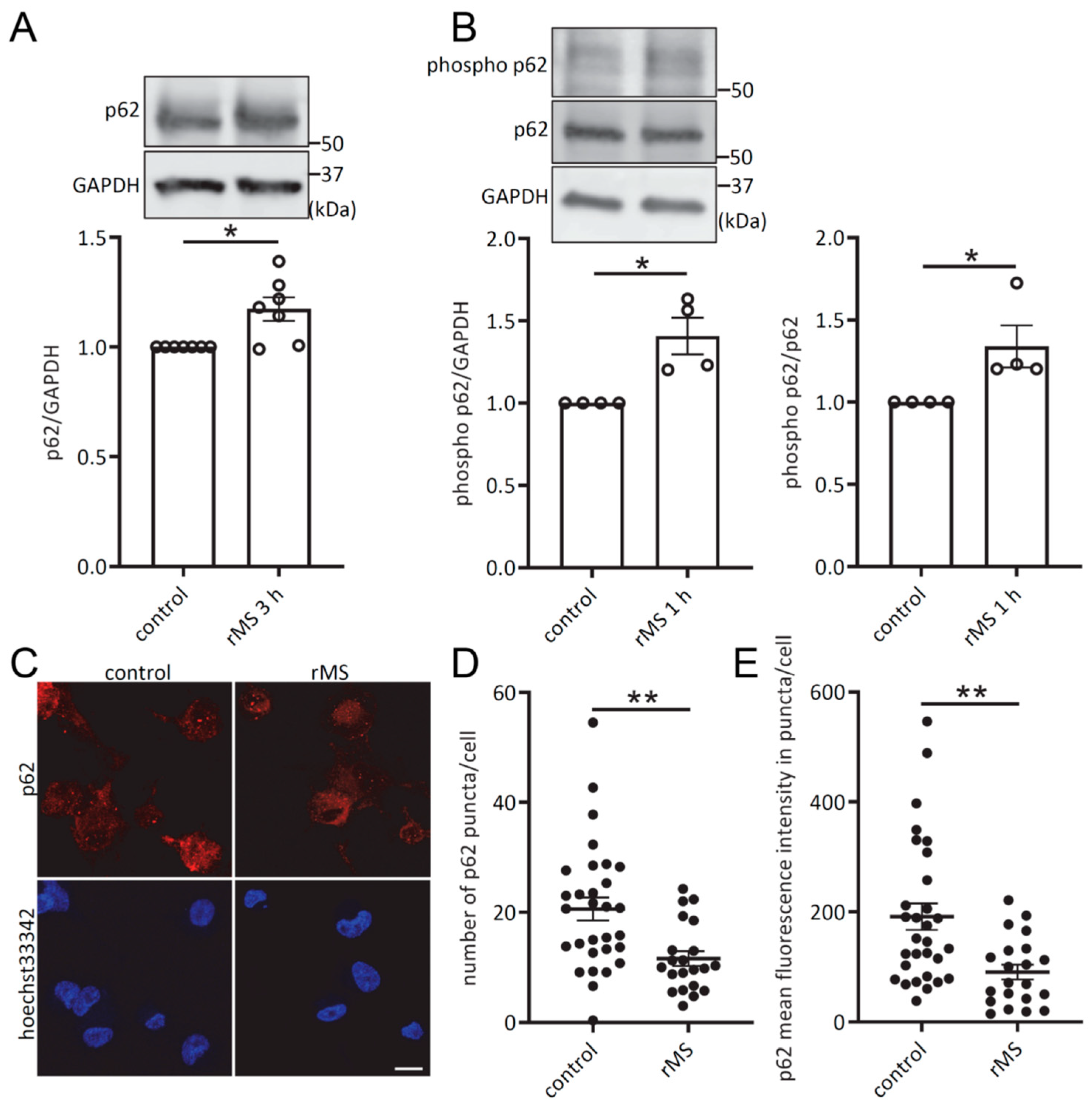 Antioxidants 12 01695 g003