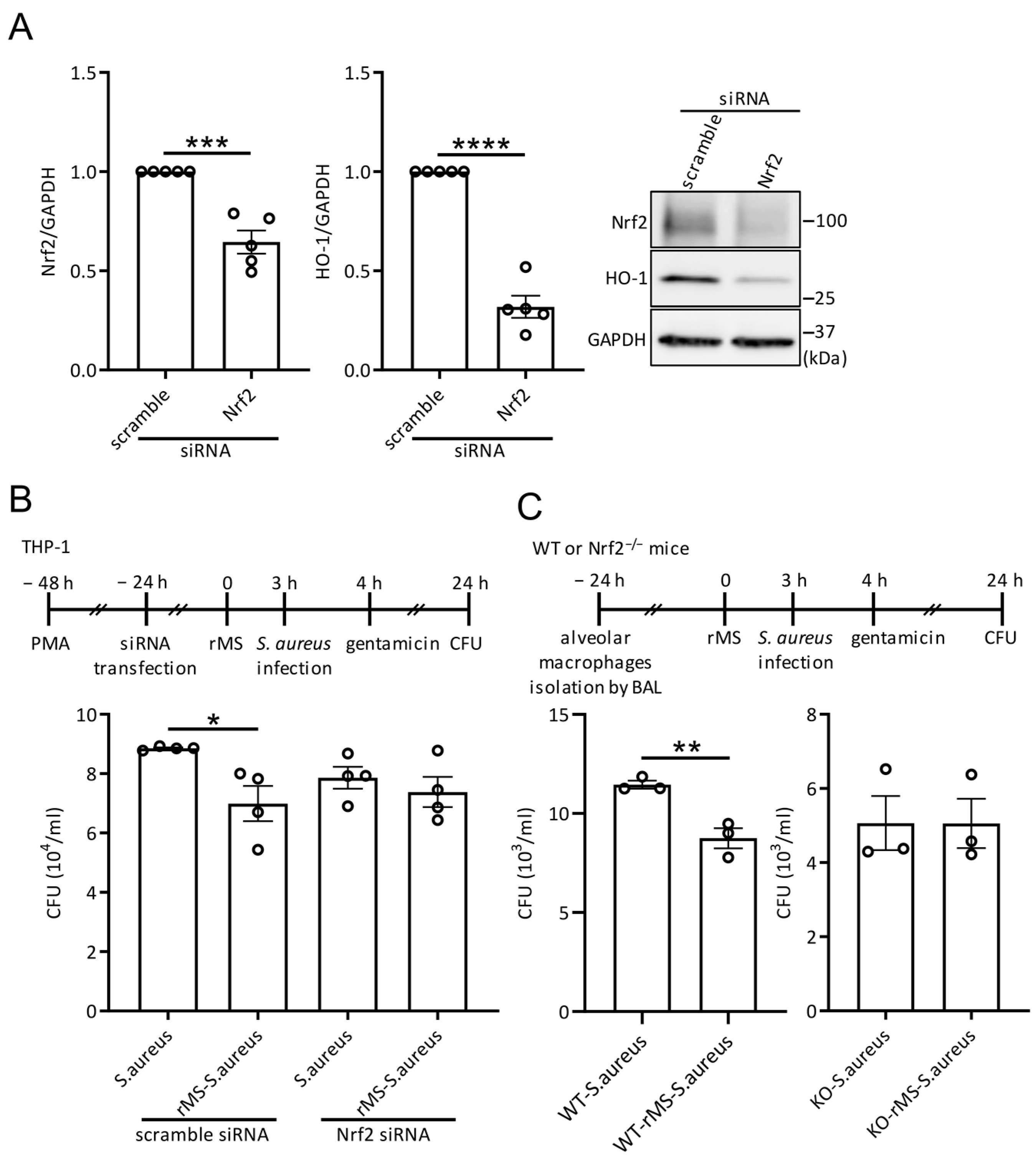 Antioxidants 12 01695 g005