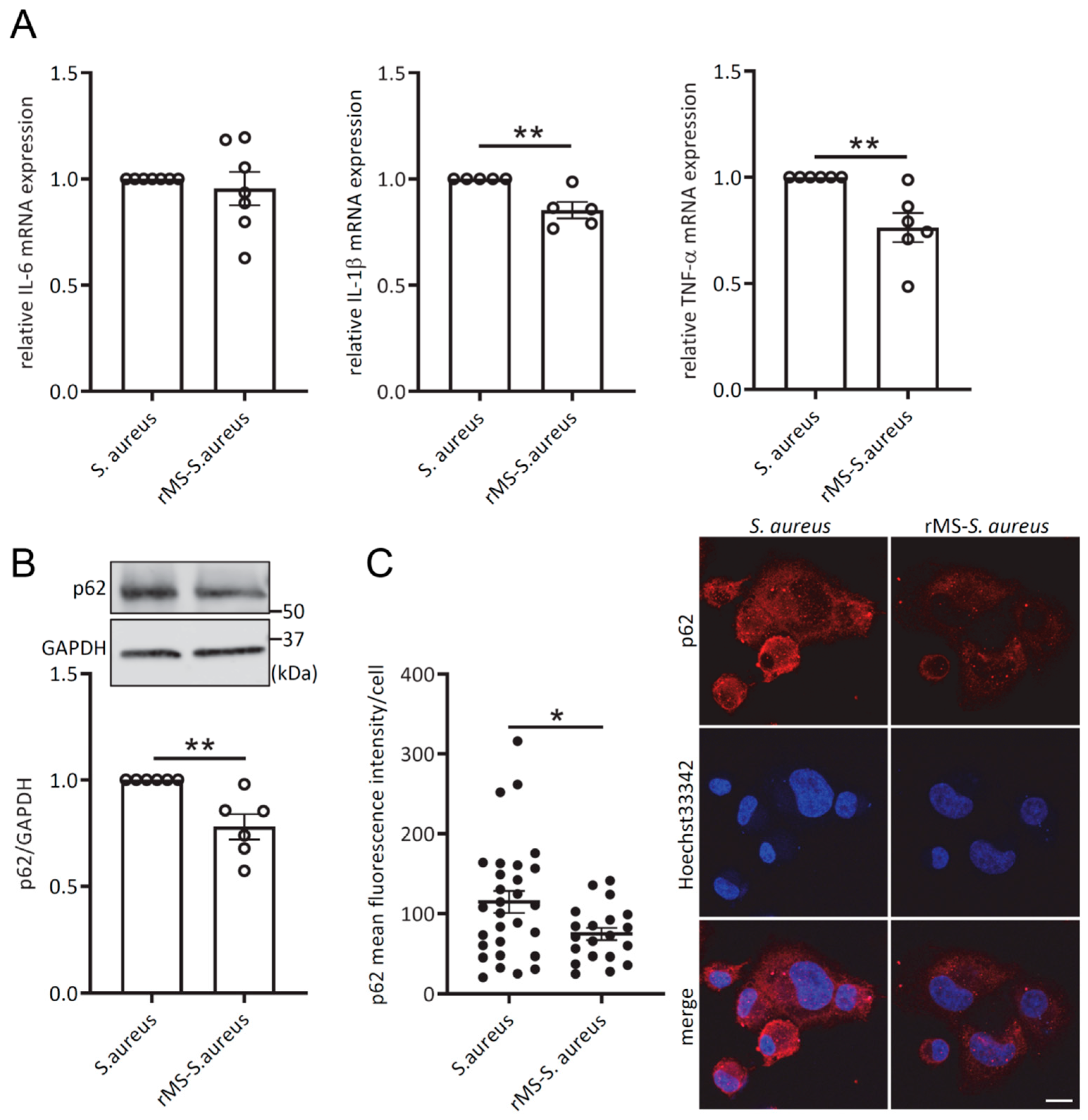 Antioxidants 12 01695 g006