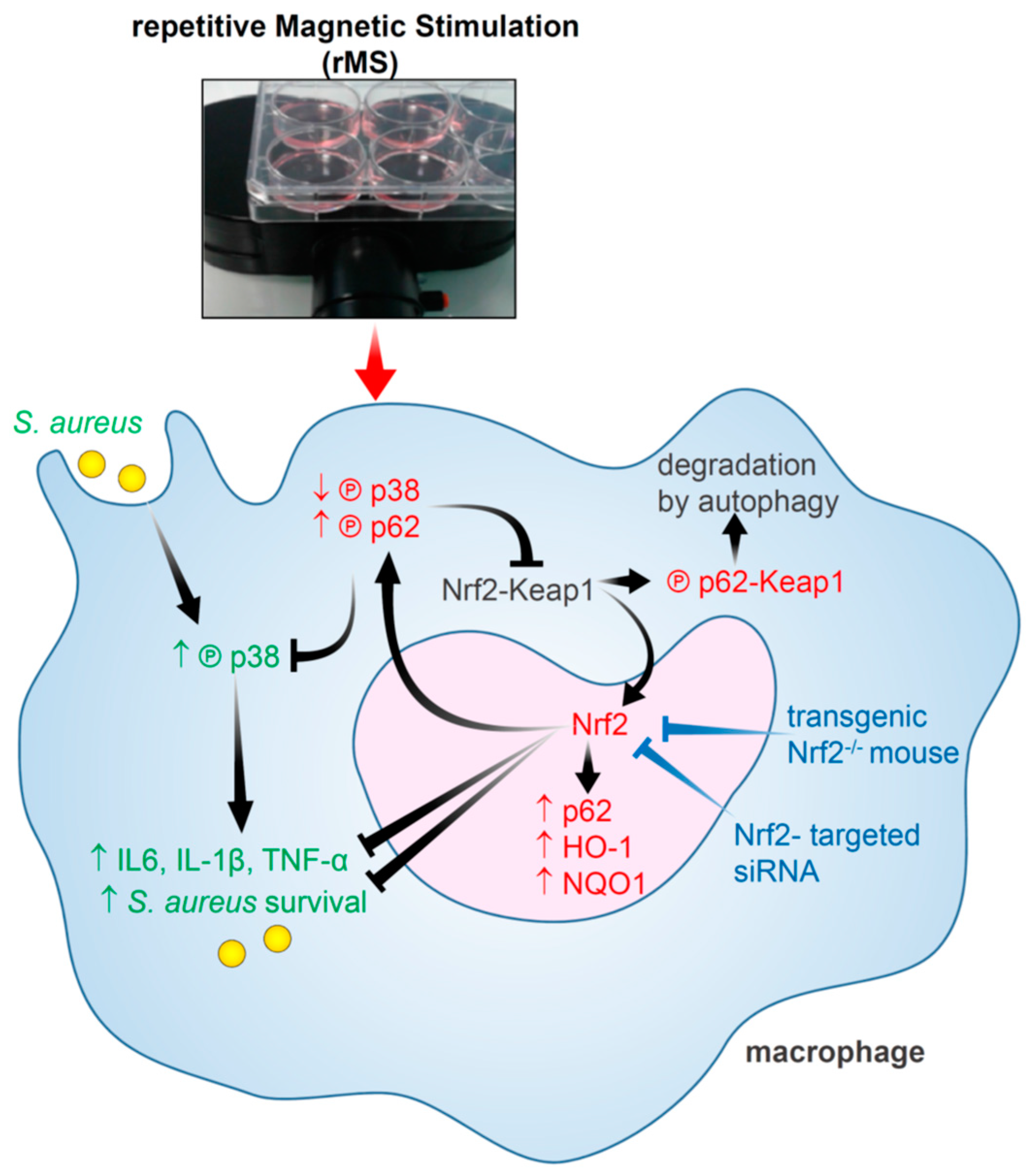 Antioxidants 12 01695 g008