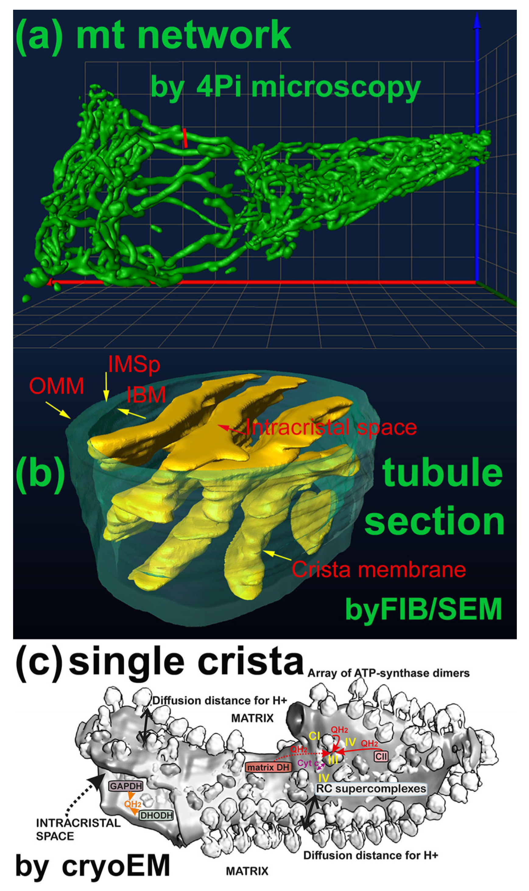 Antioxidants 12 01696 g002