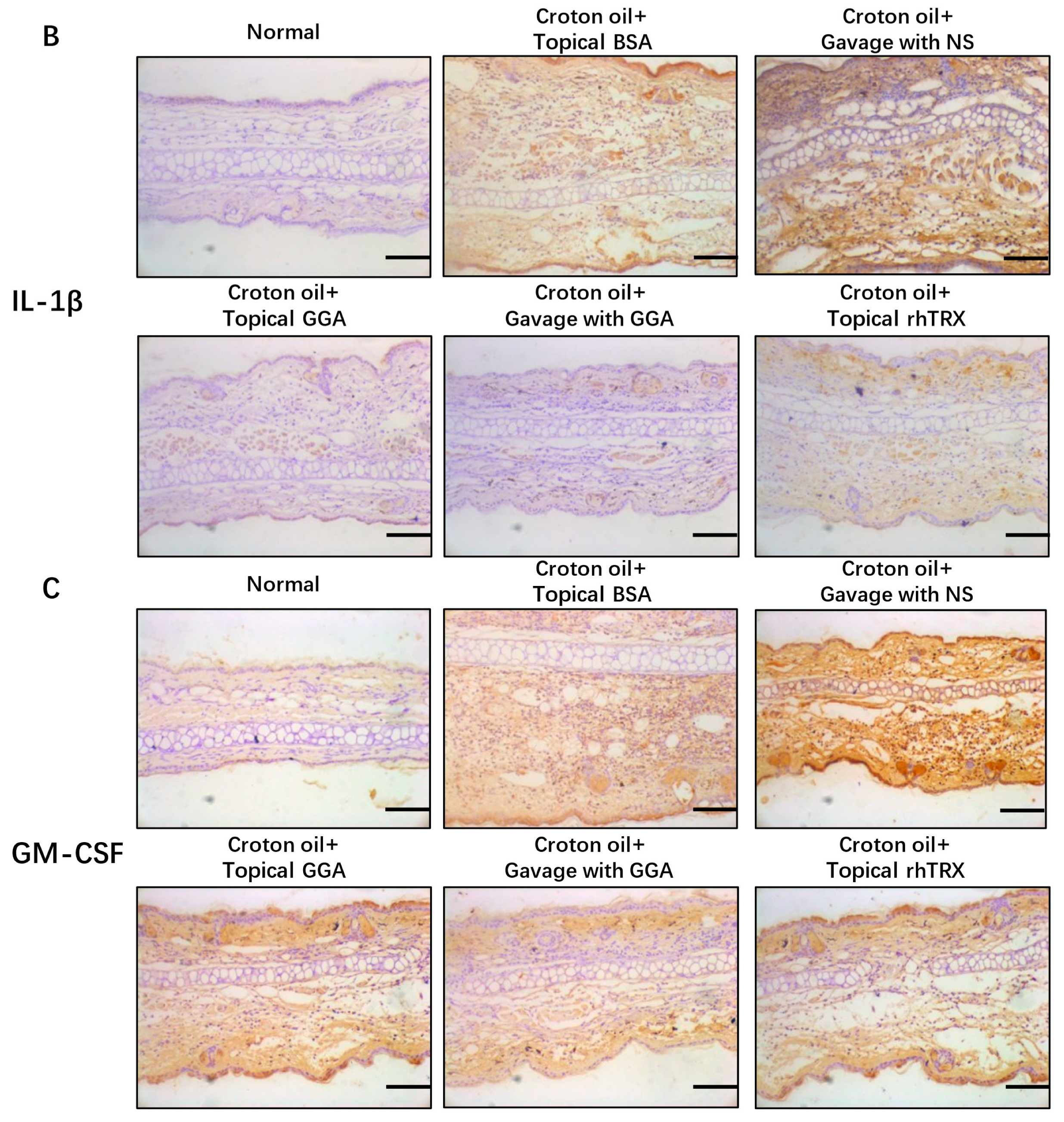 Antioxidants 12 01701 g003b