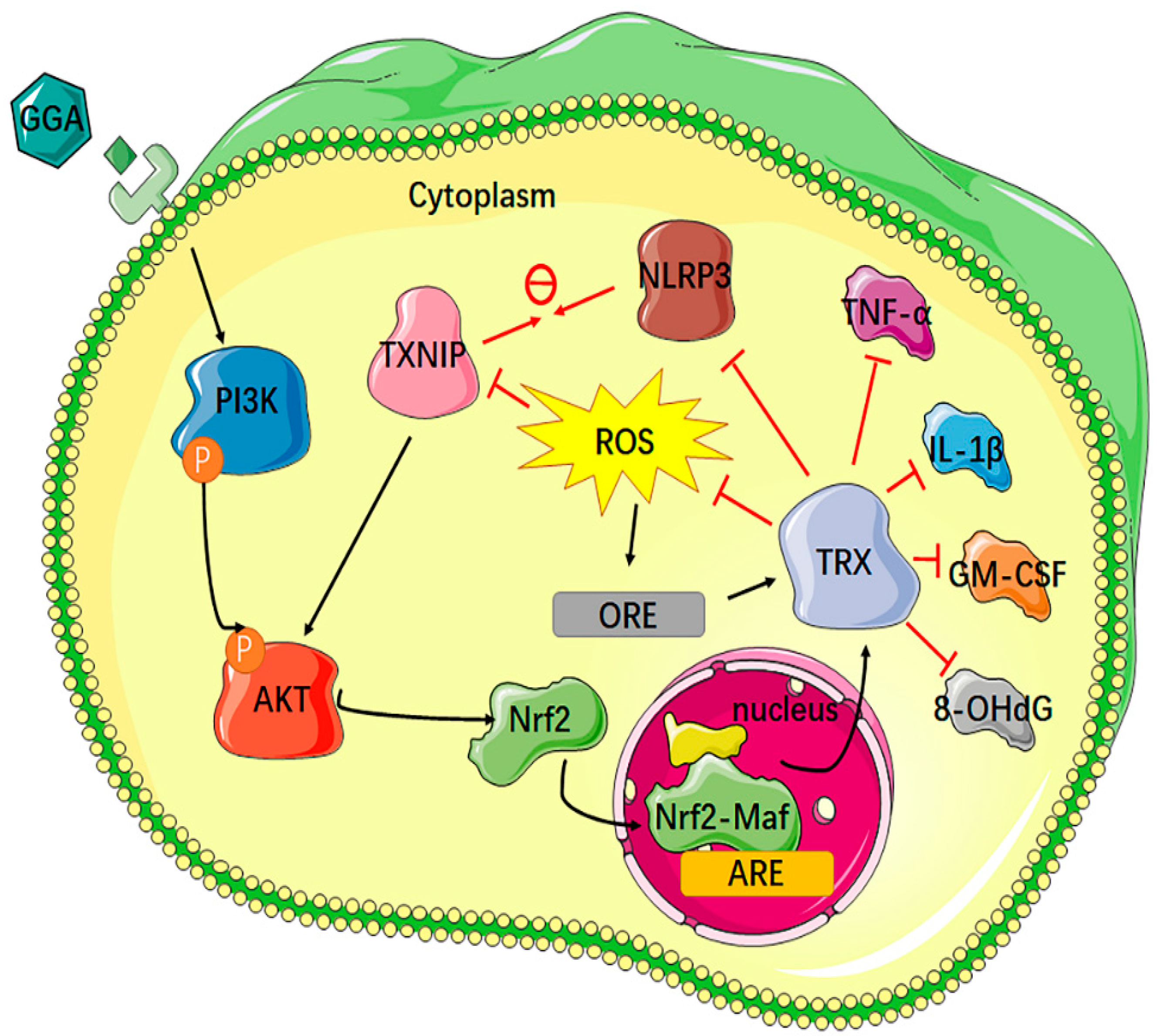 Antioxidants 12 01701 g007