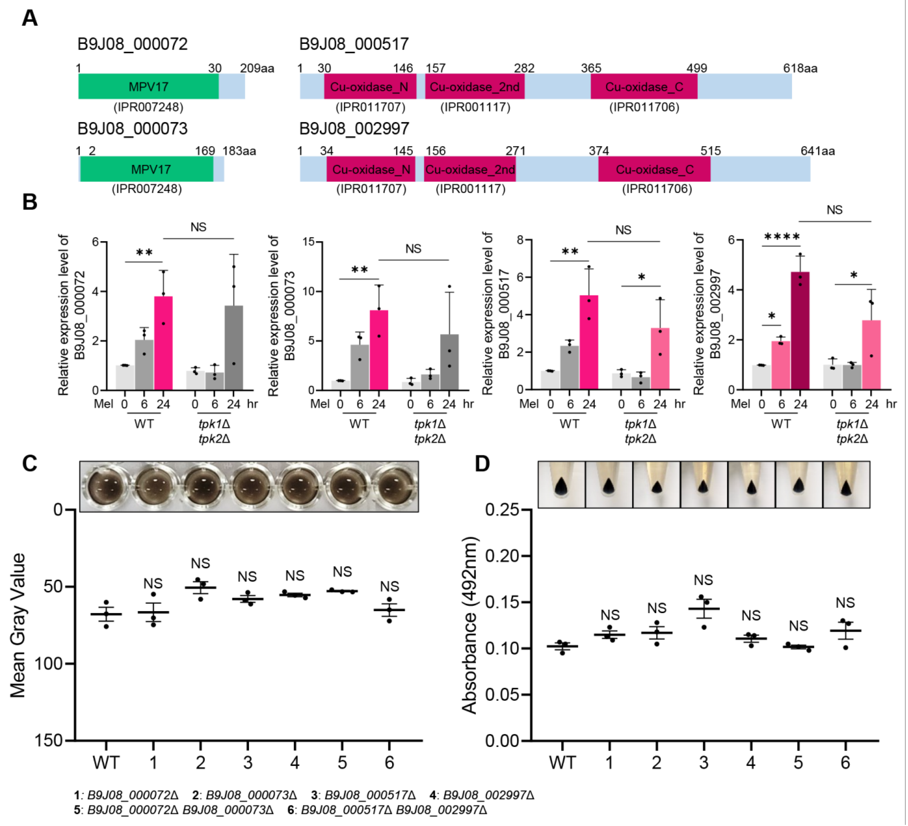 Antioxidants 12 01702 g005