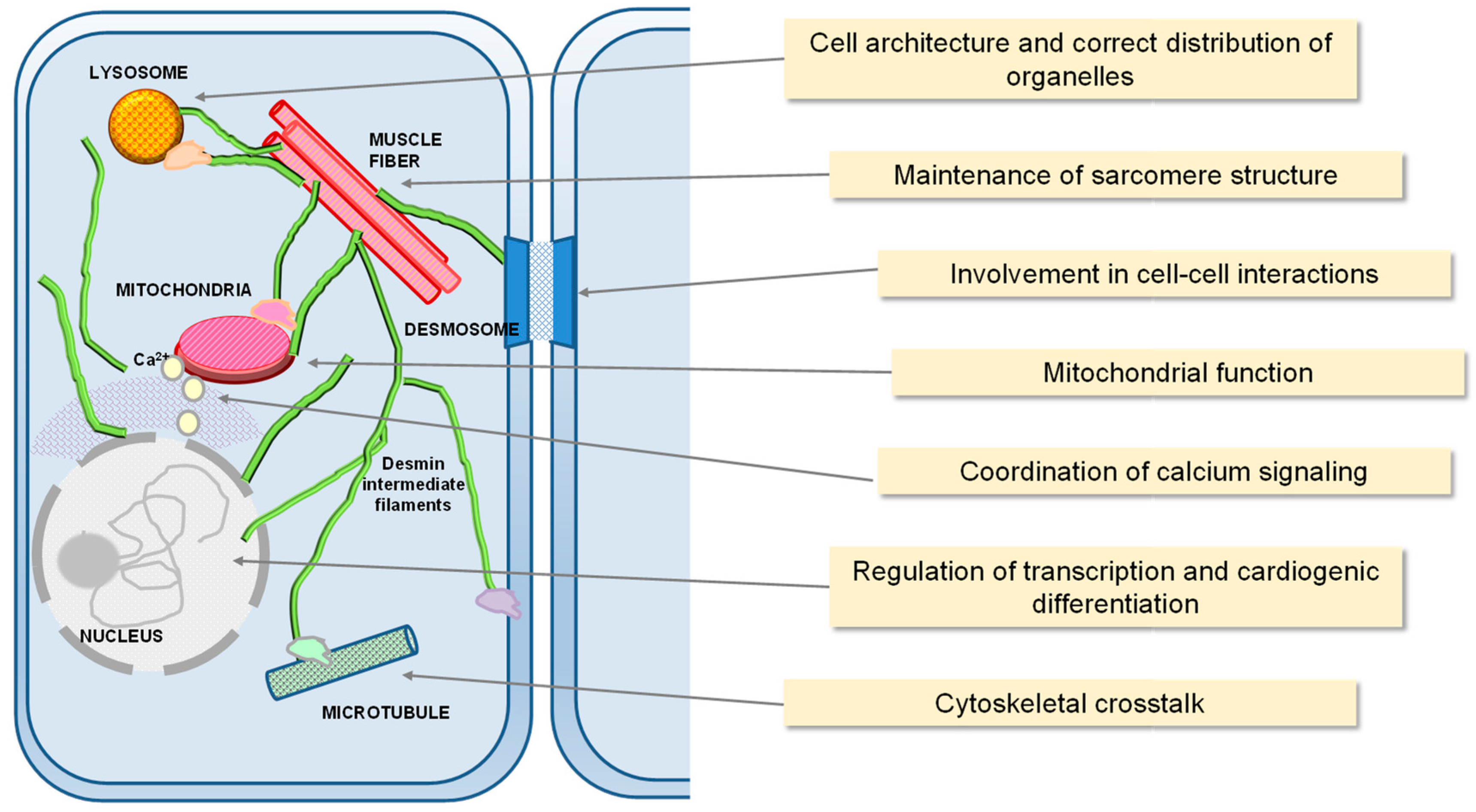 Antioxidants 12 01703 g001