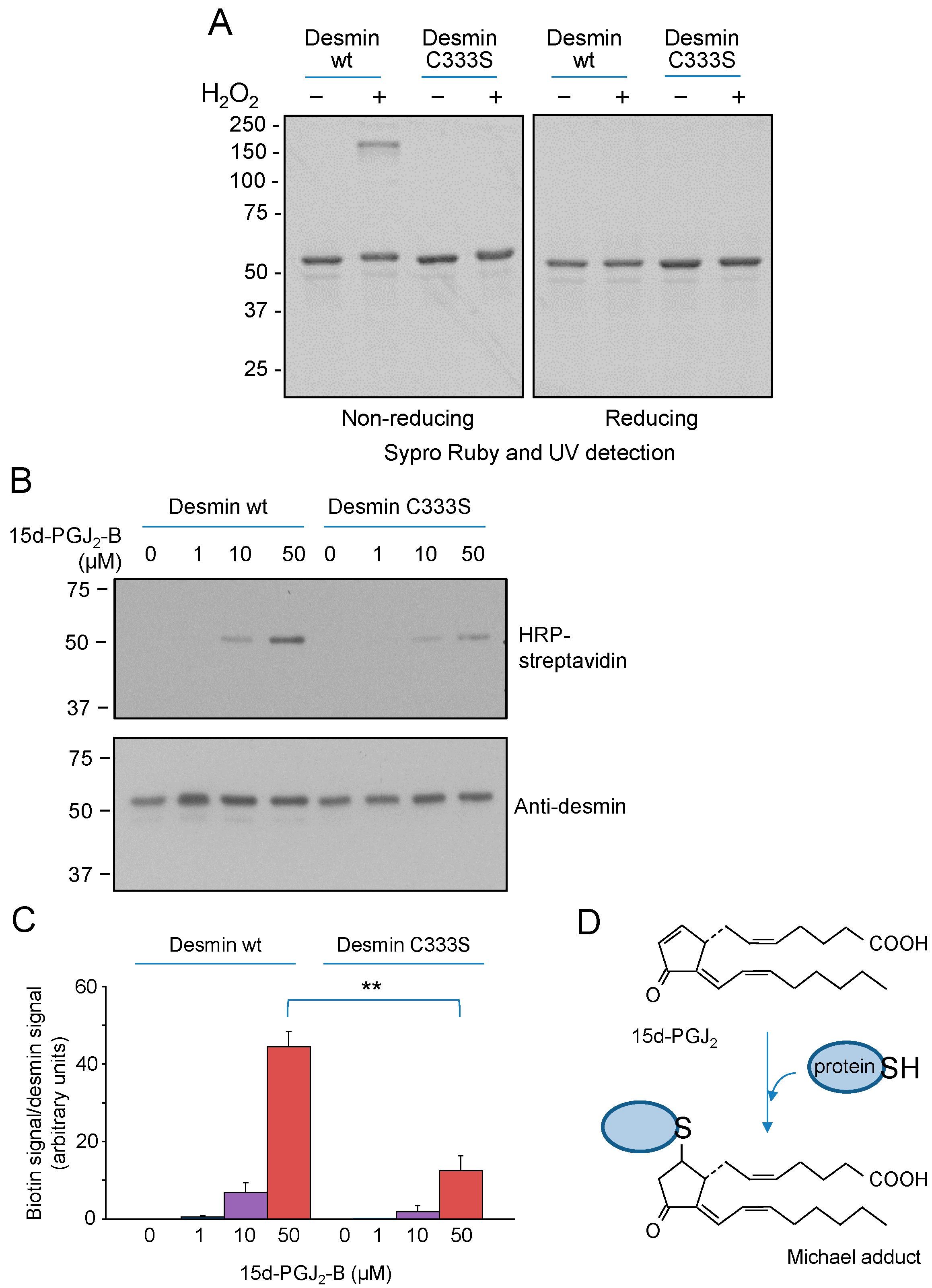 Antioxidants 12 01703 g002