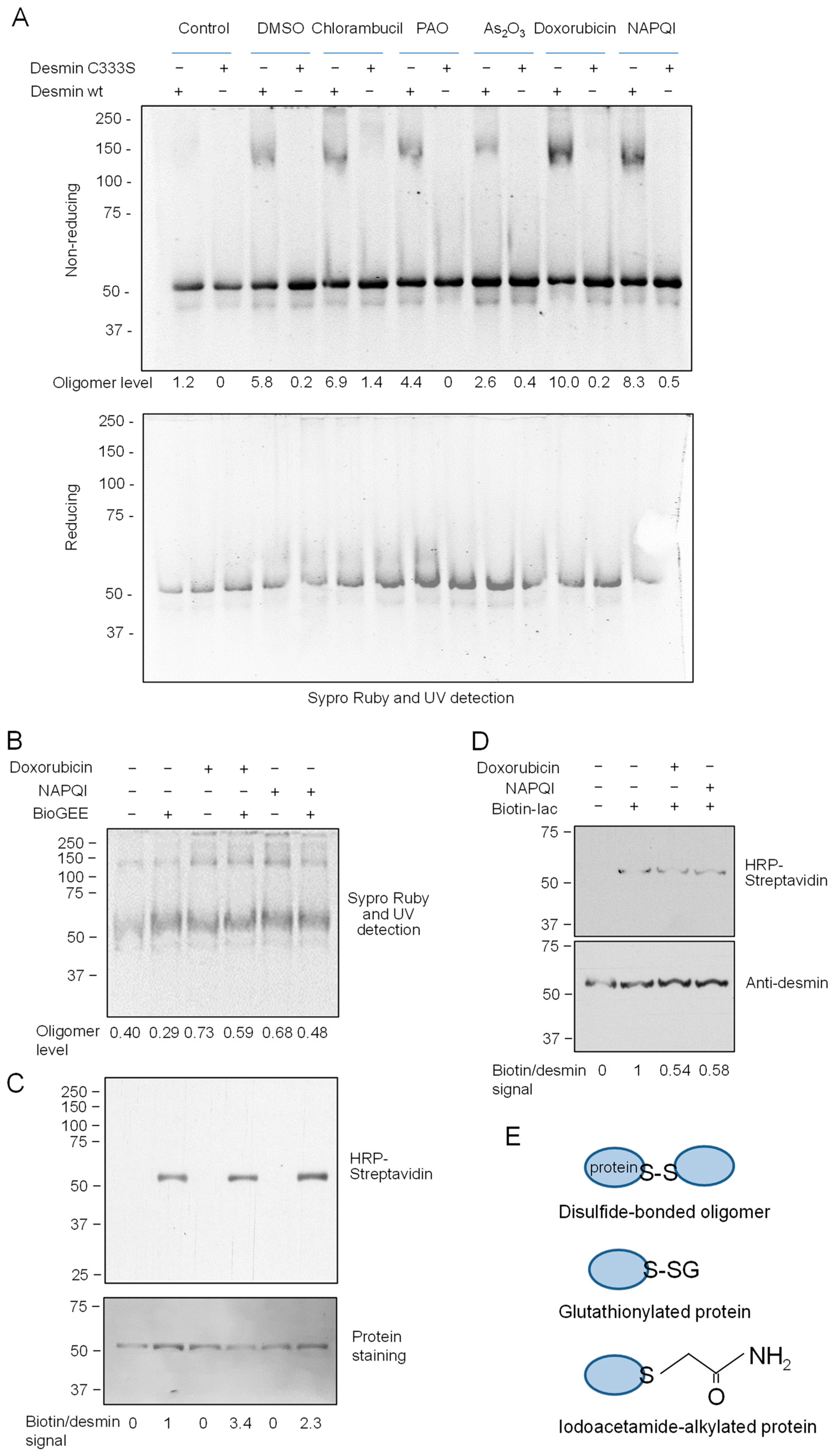 Antioxidants 12 01703 g003