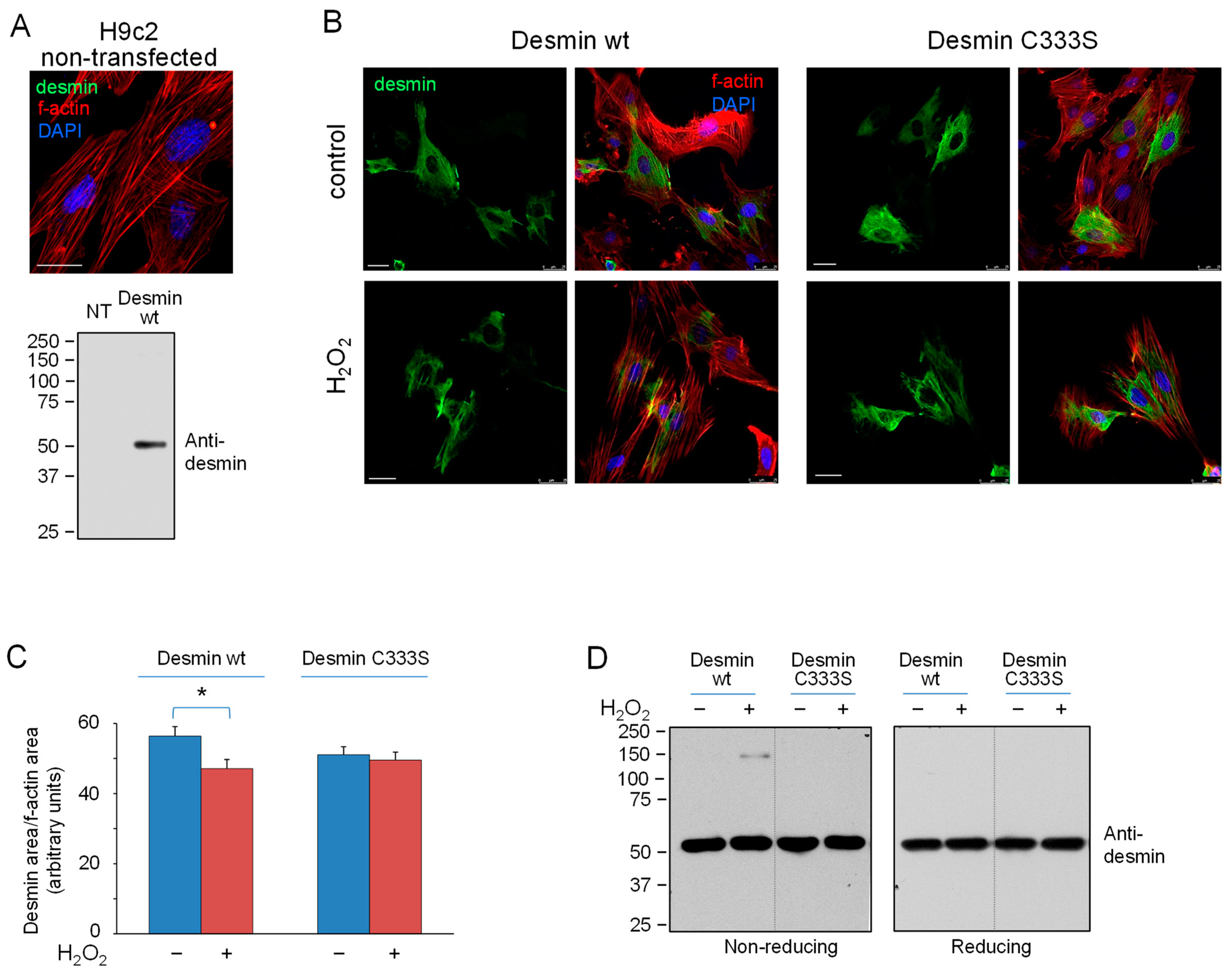 Antioxidants 12 01703 g004