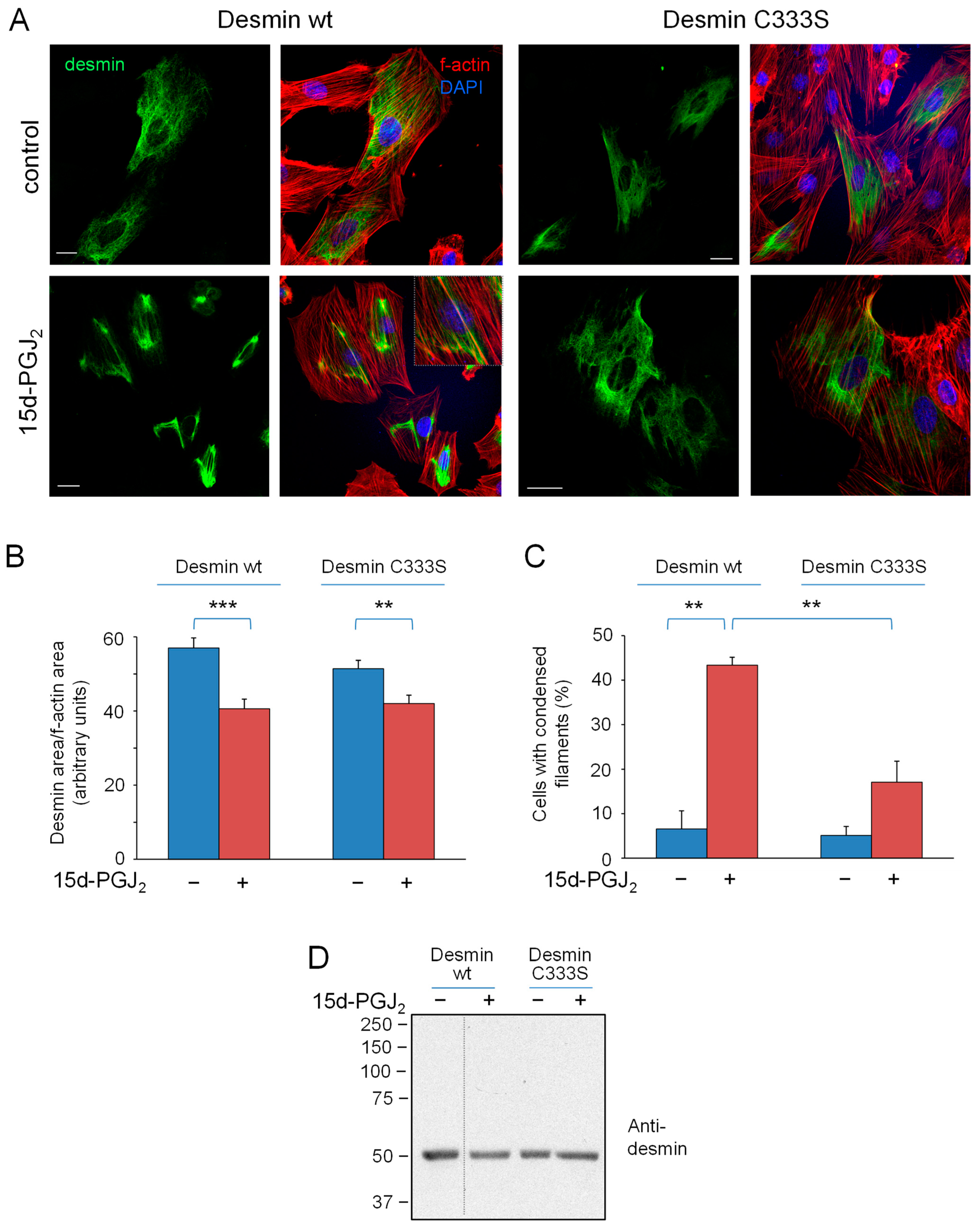 Antioxidants 12 01703 g005