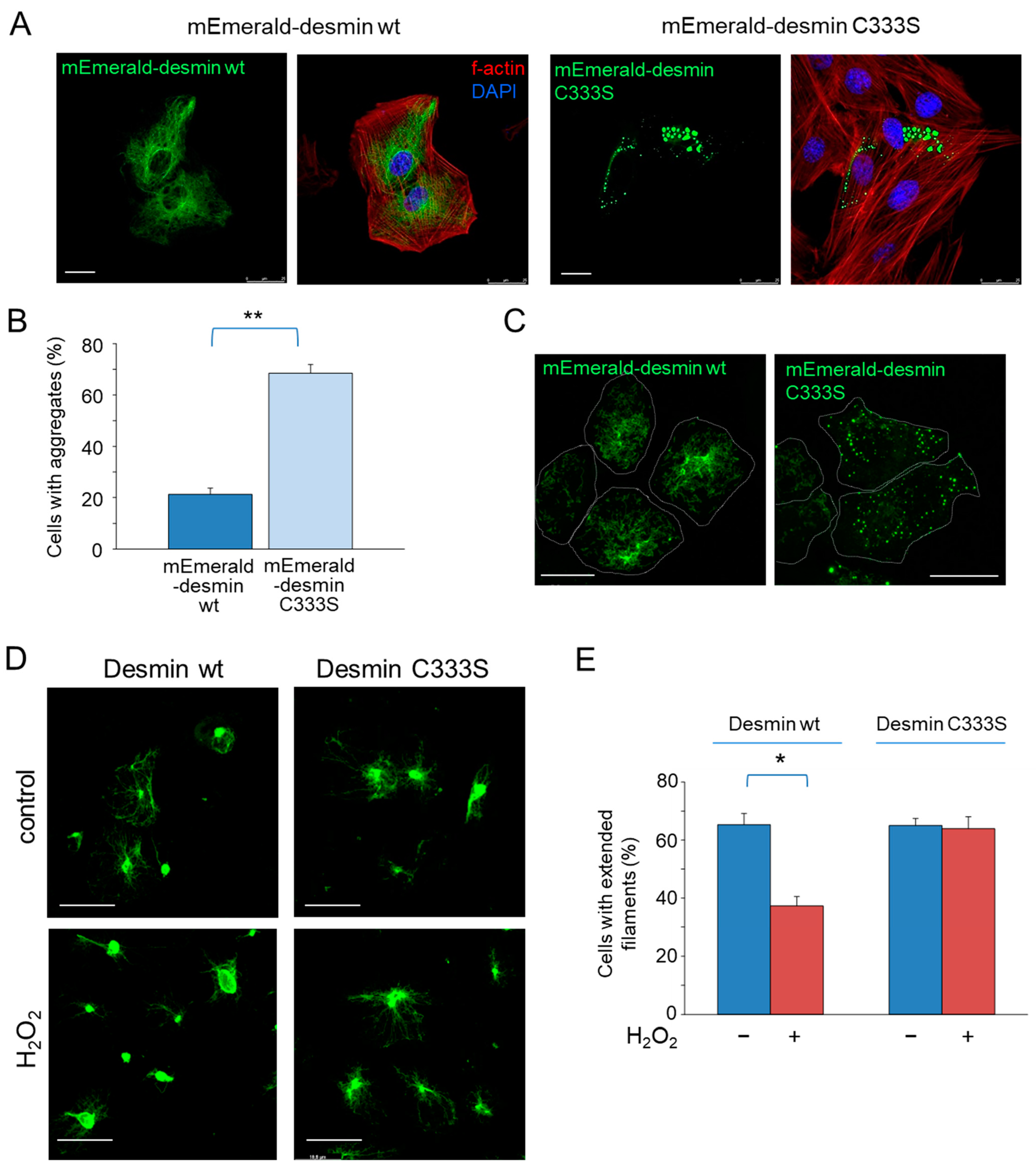 Antioxidants 12 01703 g007