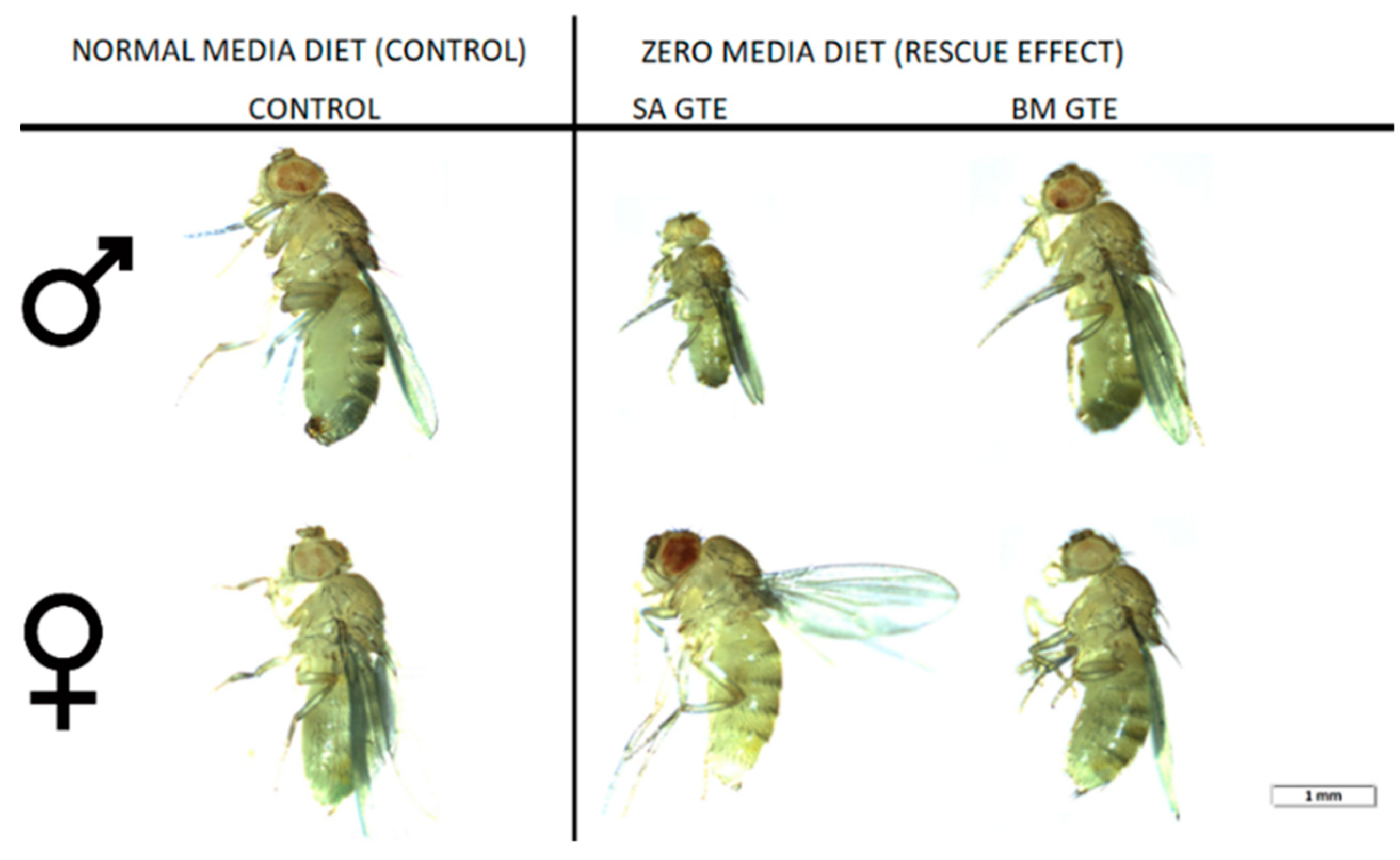 Antioxidants 12 01717 g003 Antioxidants 12 01717 g003