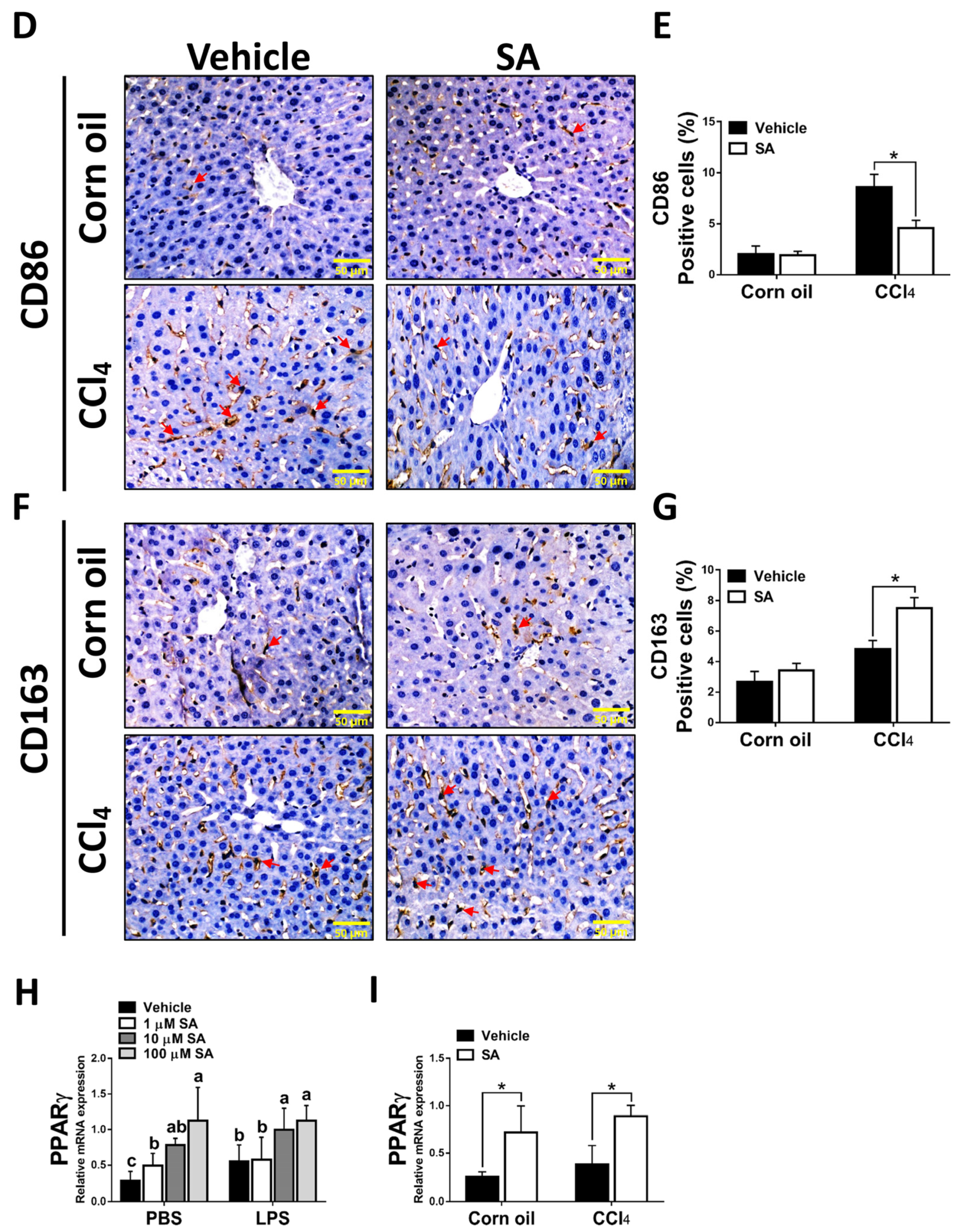 Antioxidants 12 01718 g007b