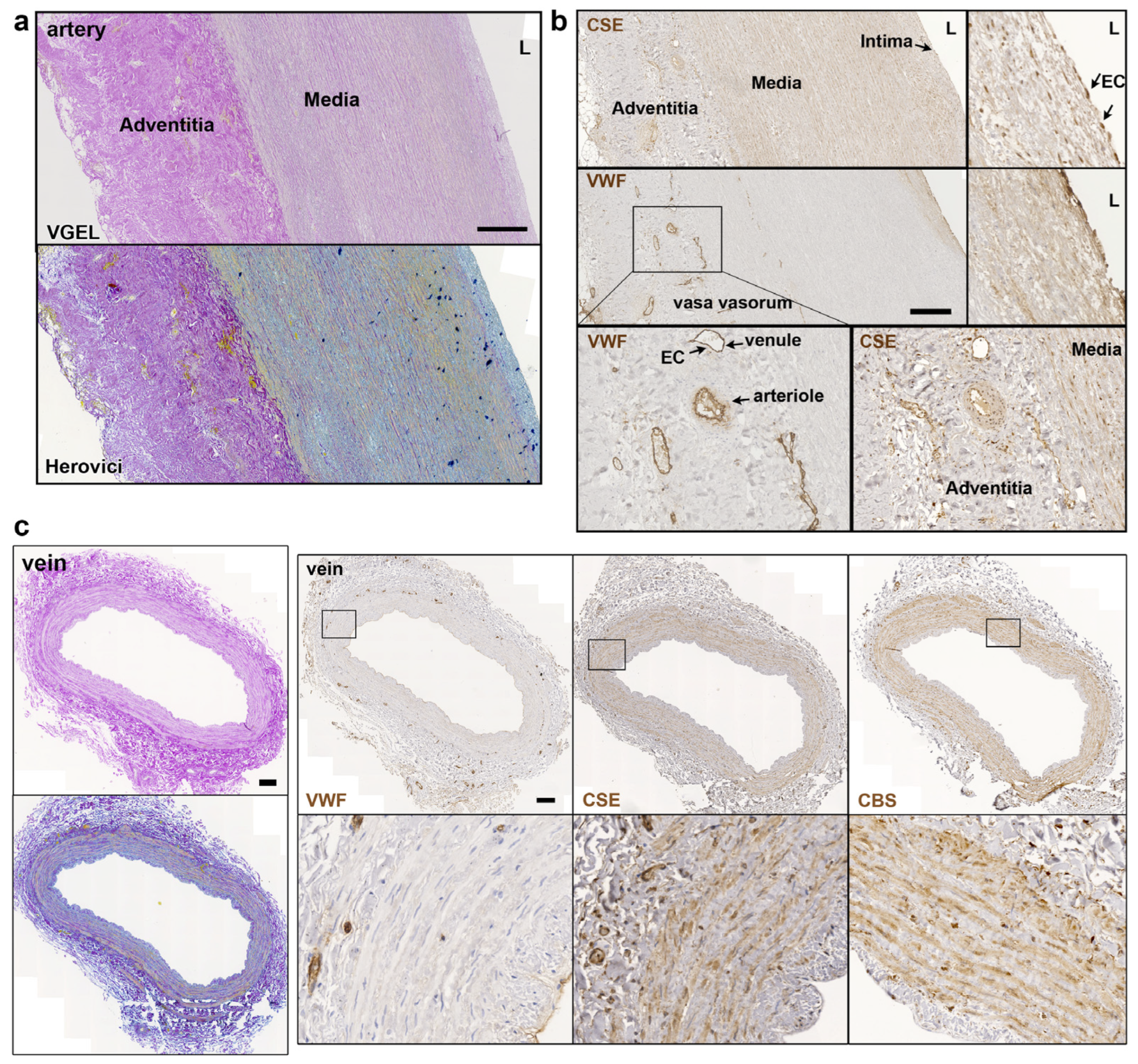 Antioxidants 12 01731 g002