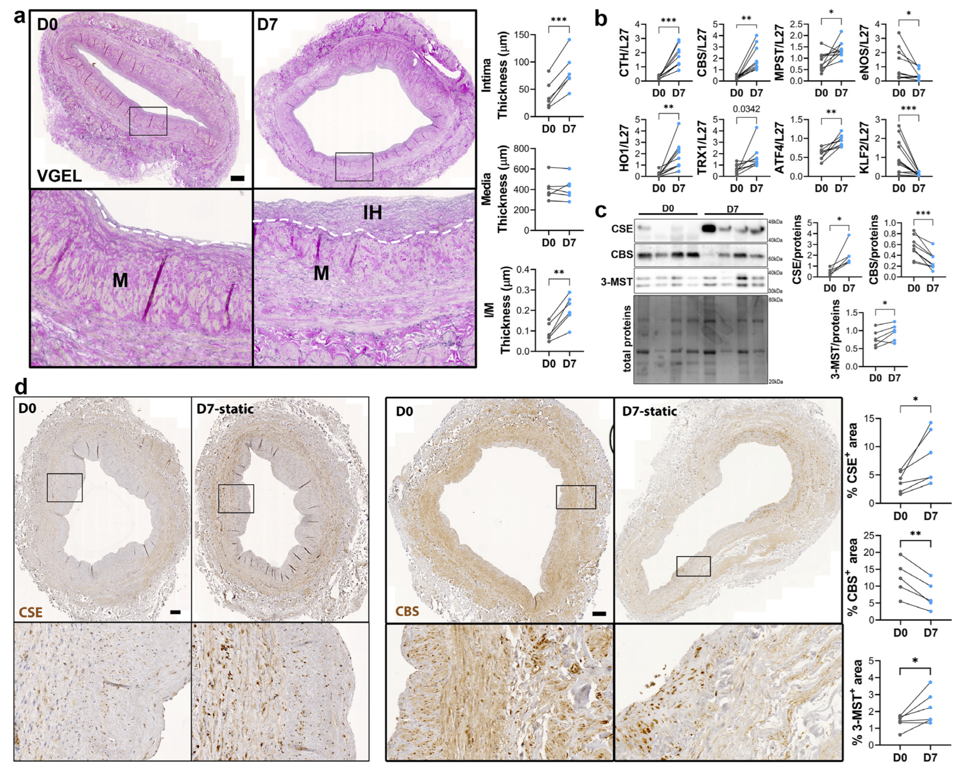 Antioxidants 12 01731 g003
