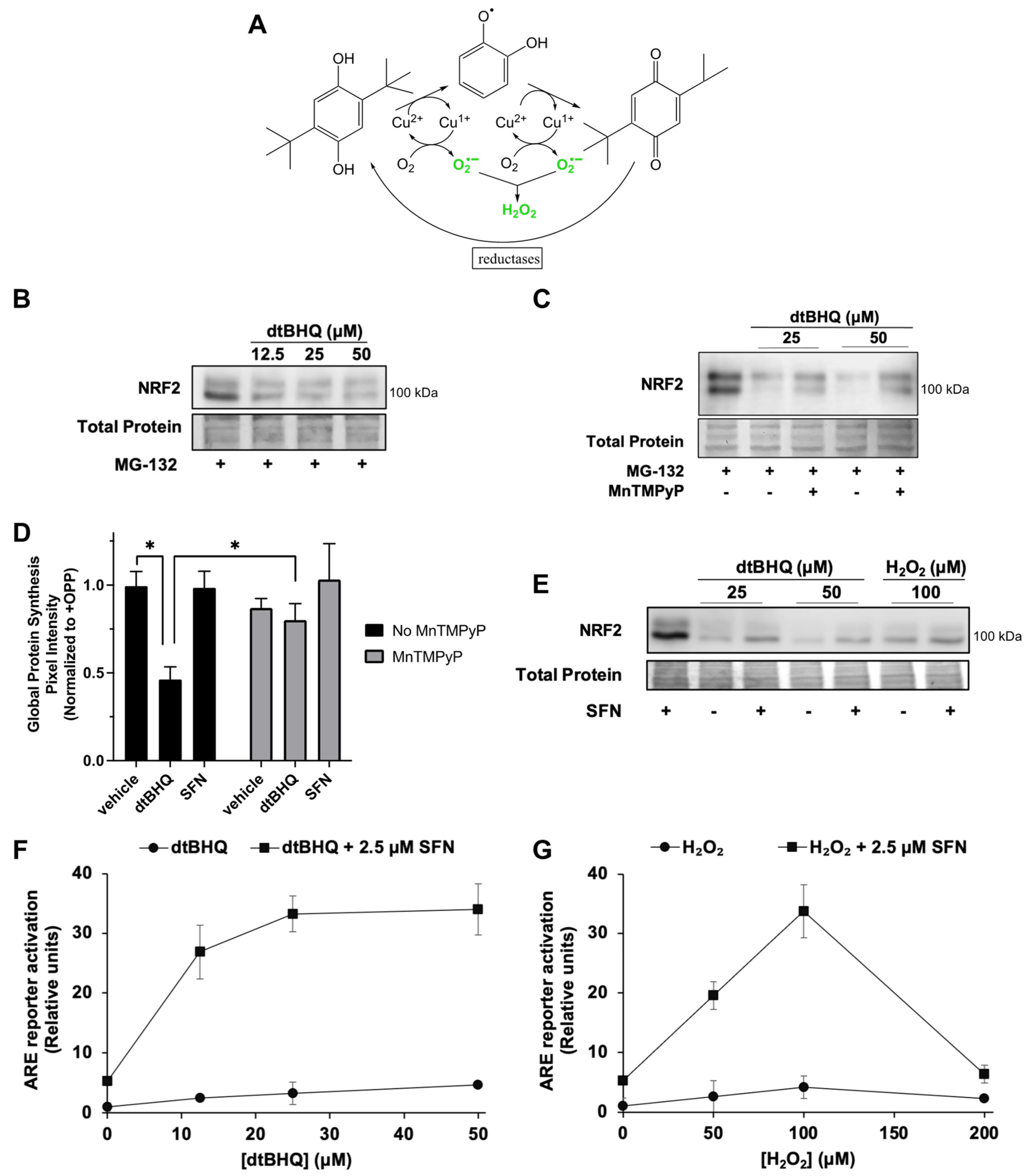 Antioxidants 12 01735 g004
