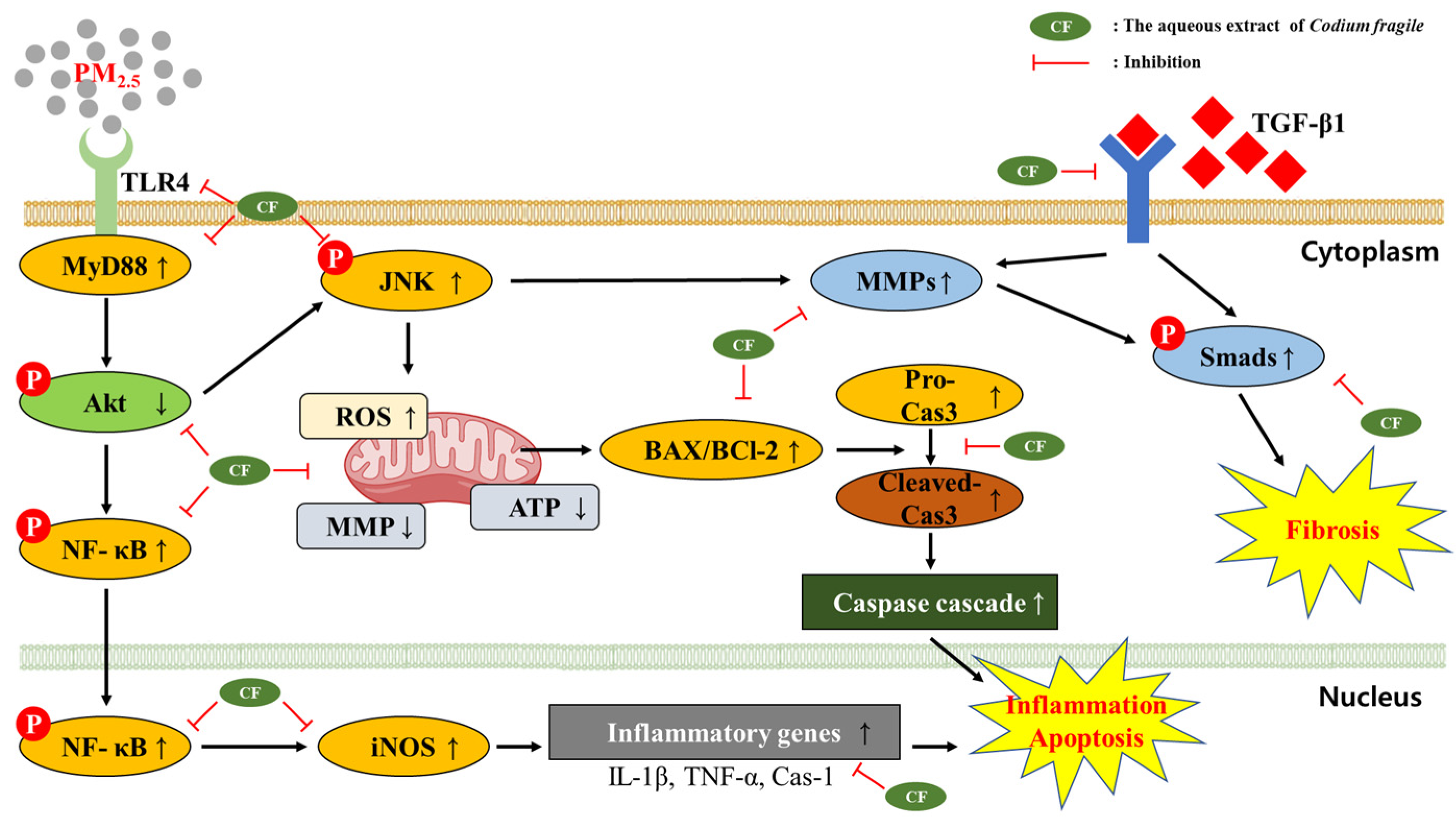 Antioxidants 12 01743 g008