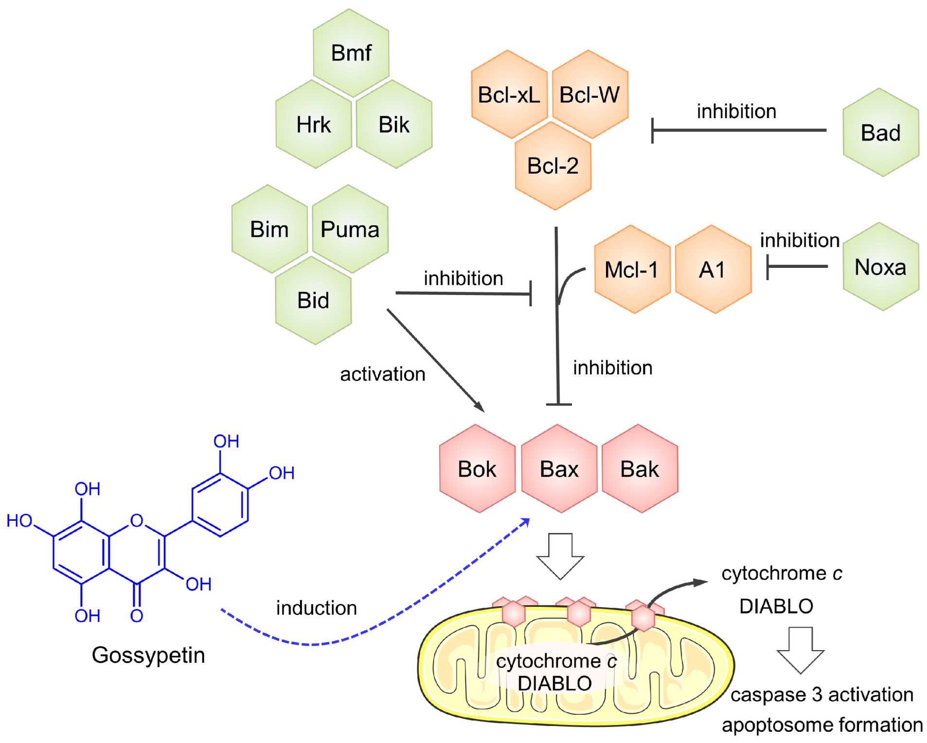 Antioxidants 12 01744 g007