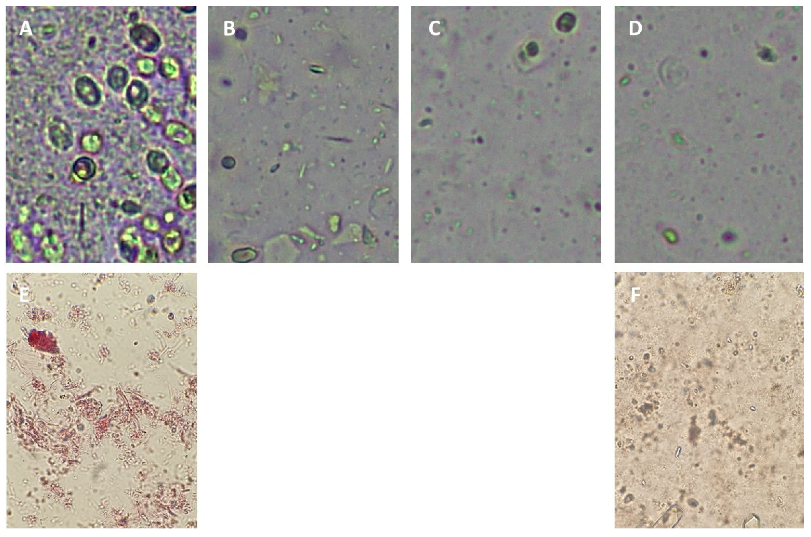 Antioxidants 12 01746 g005
