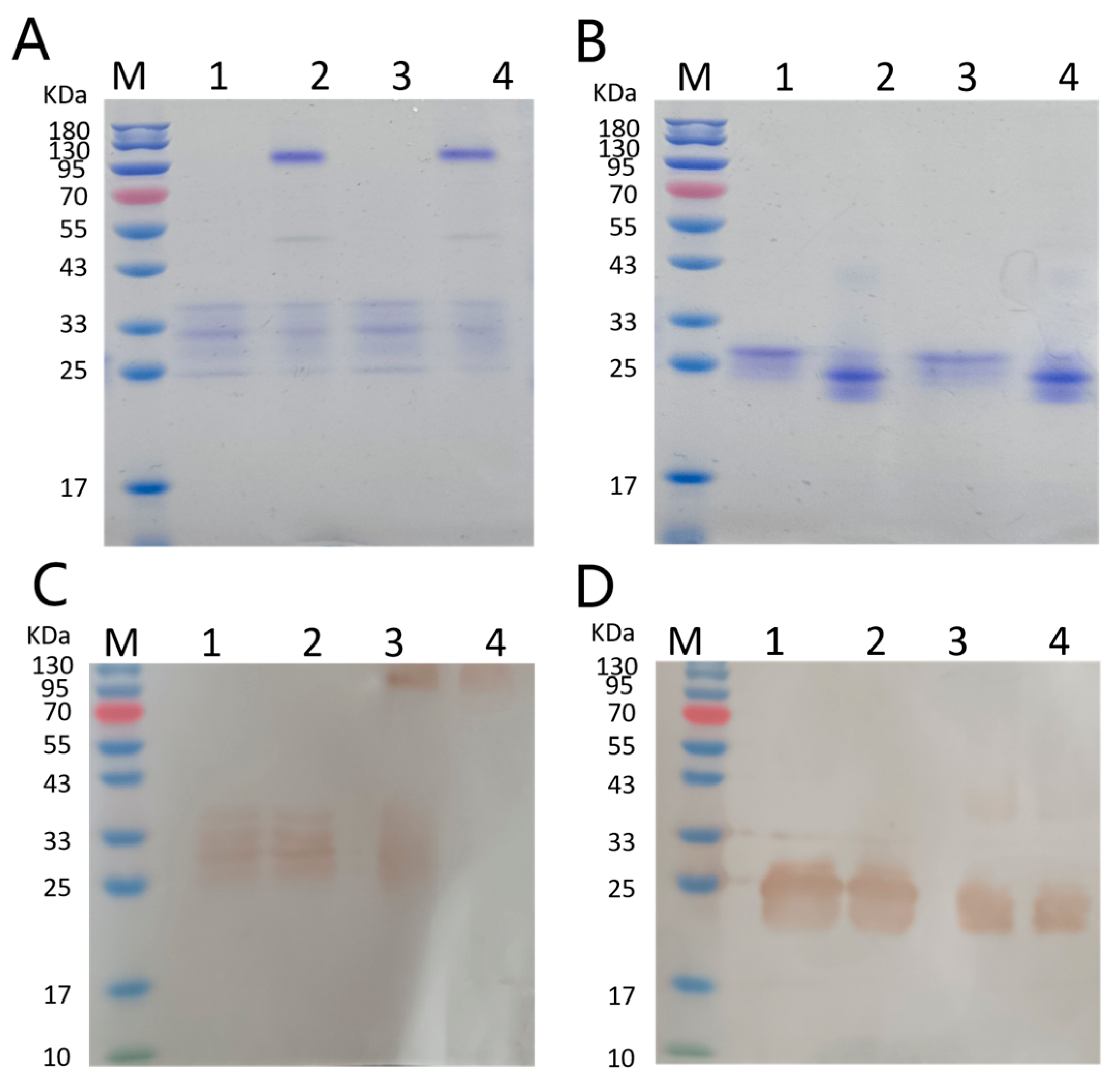 Antioxidants 12 01766 g001