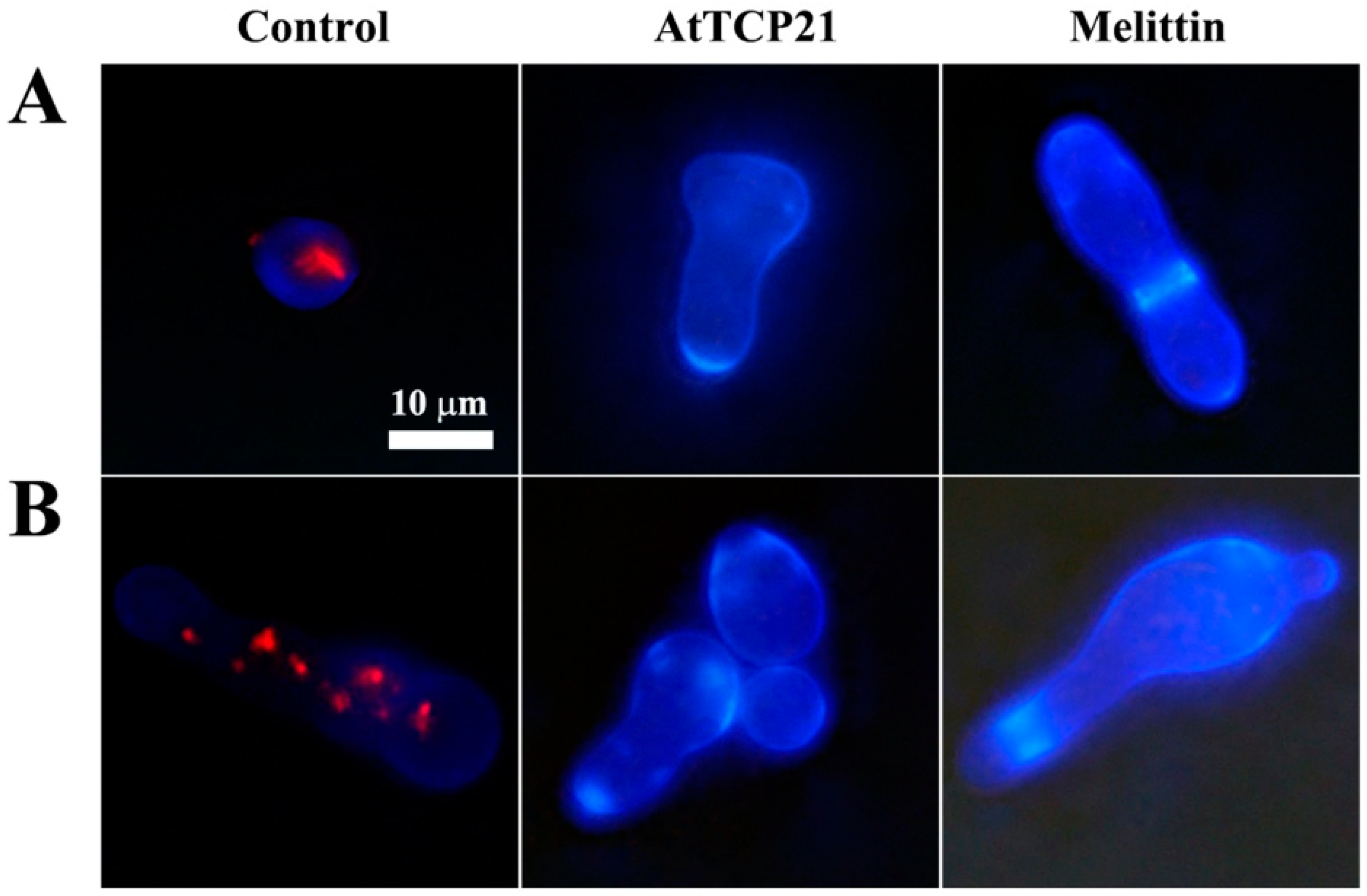 Antioxidants 12 01767 g002