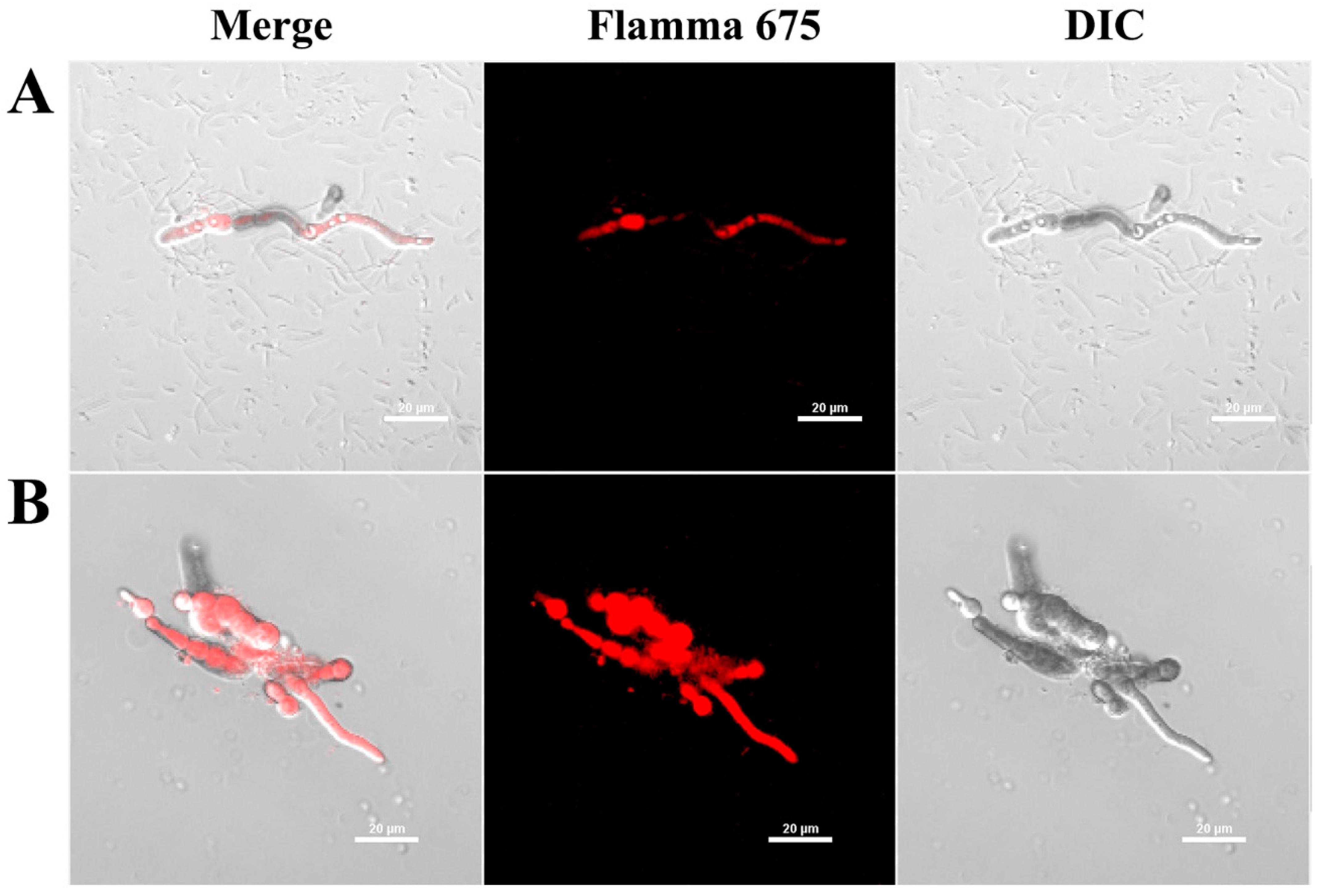 Antioxidants 12 01767 g003