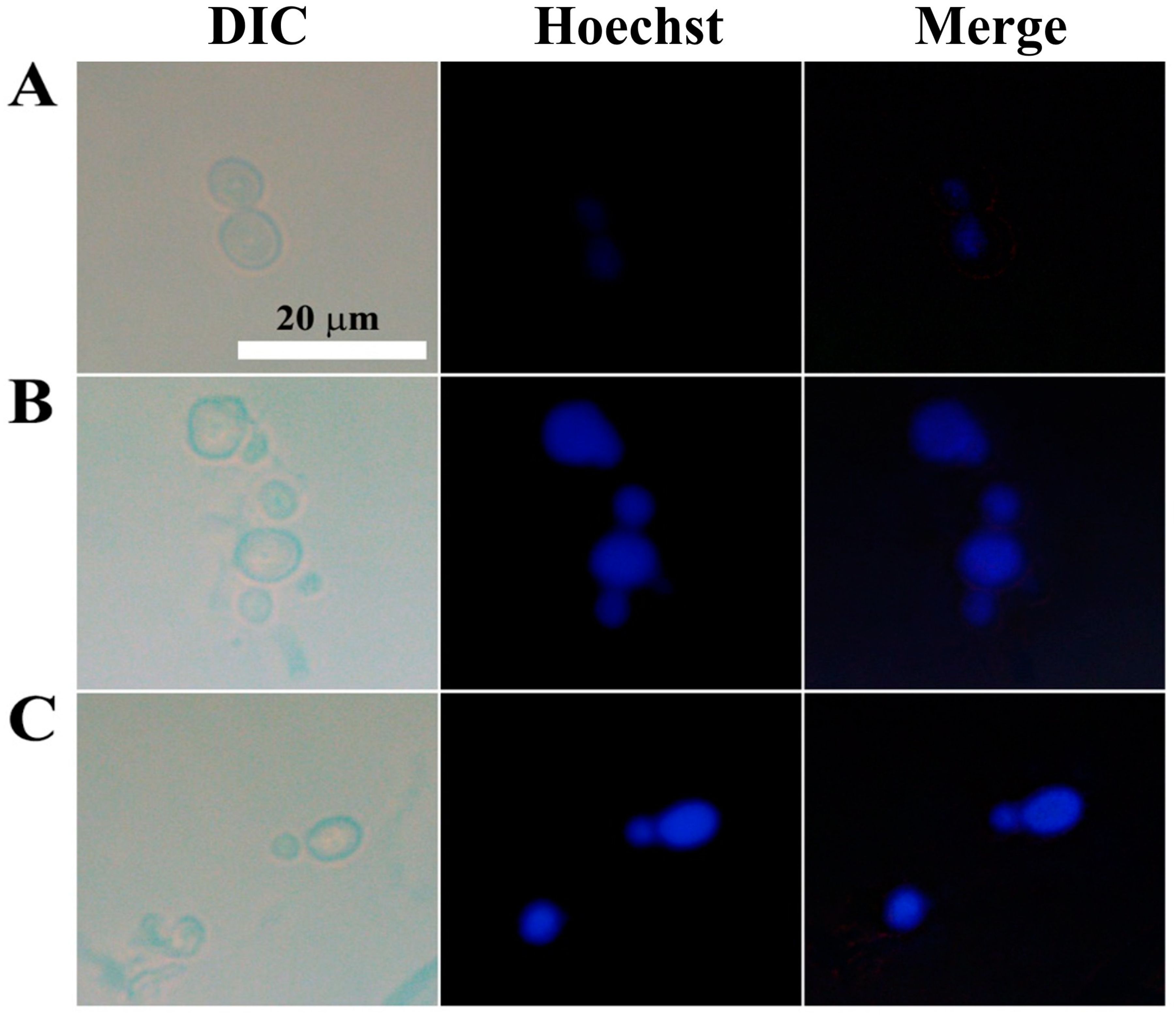 Antioxidants 12 01767 g009