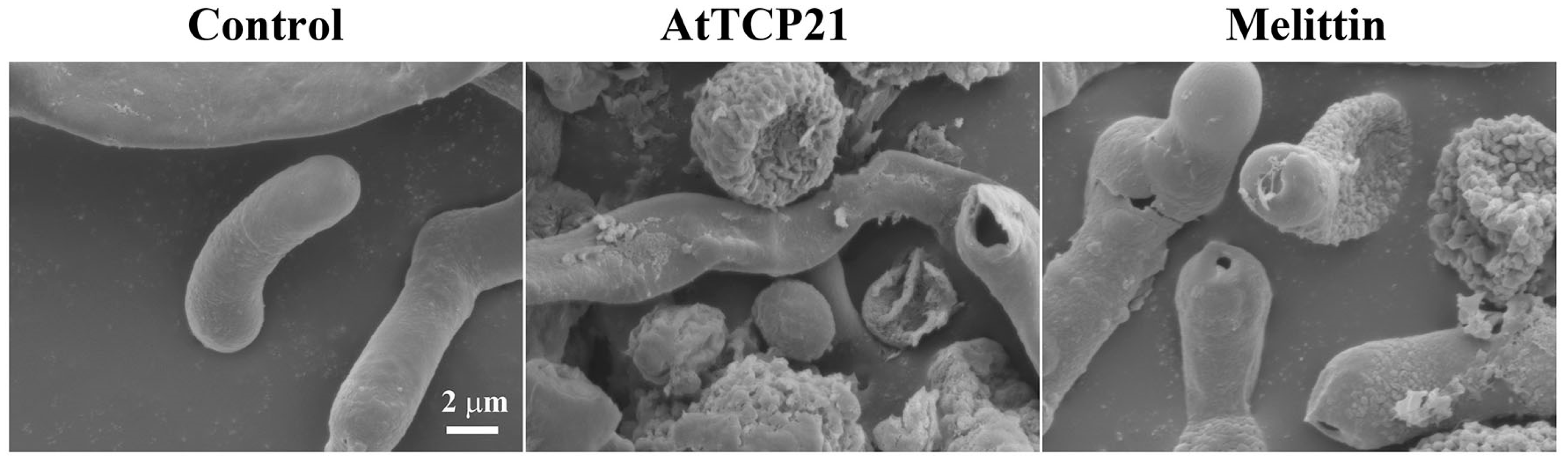 Antioxidants 12 01767 g010