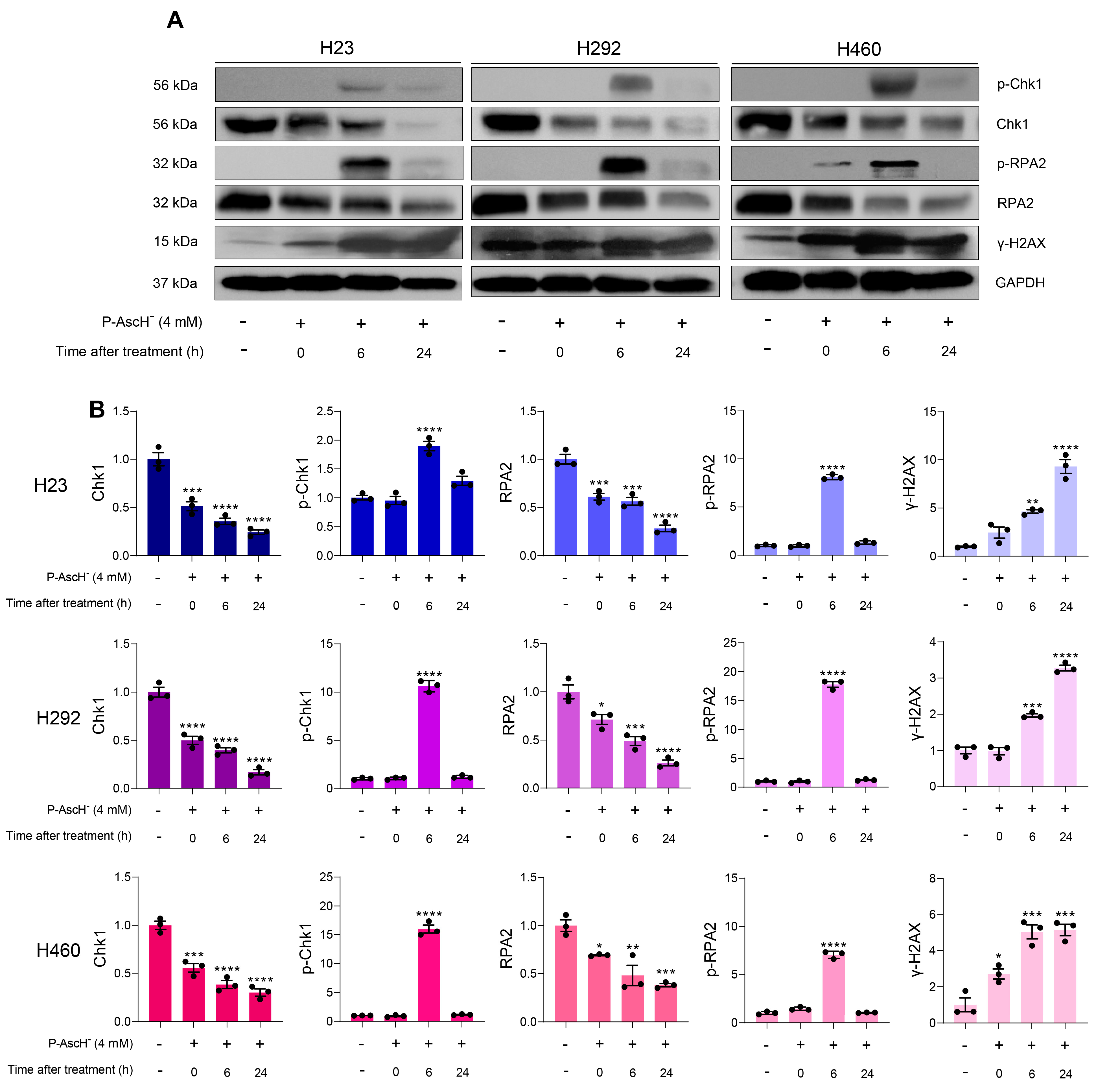 Antioxidants 12 01775 g004