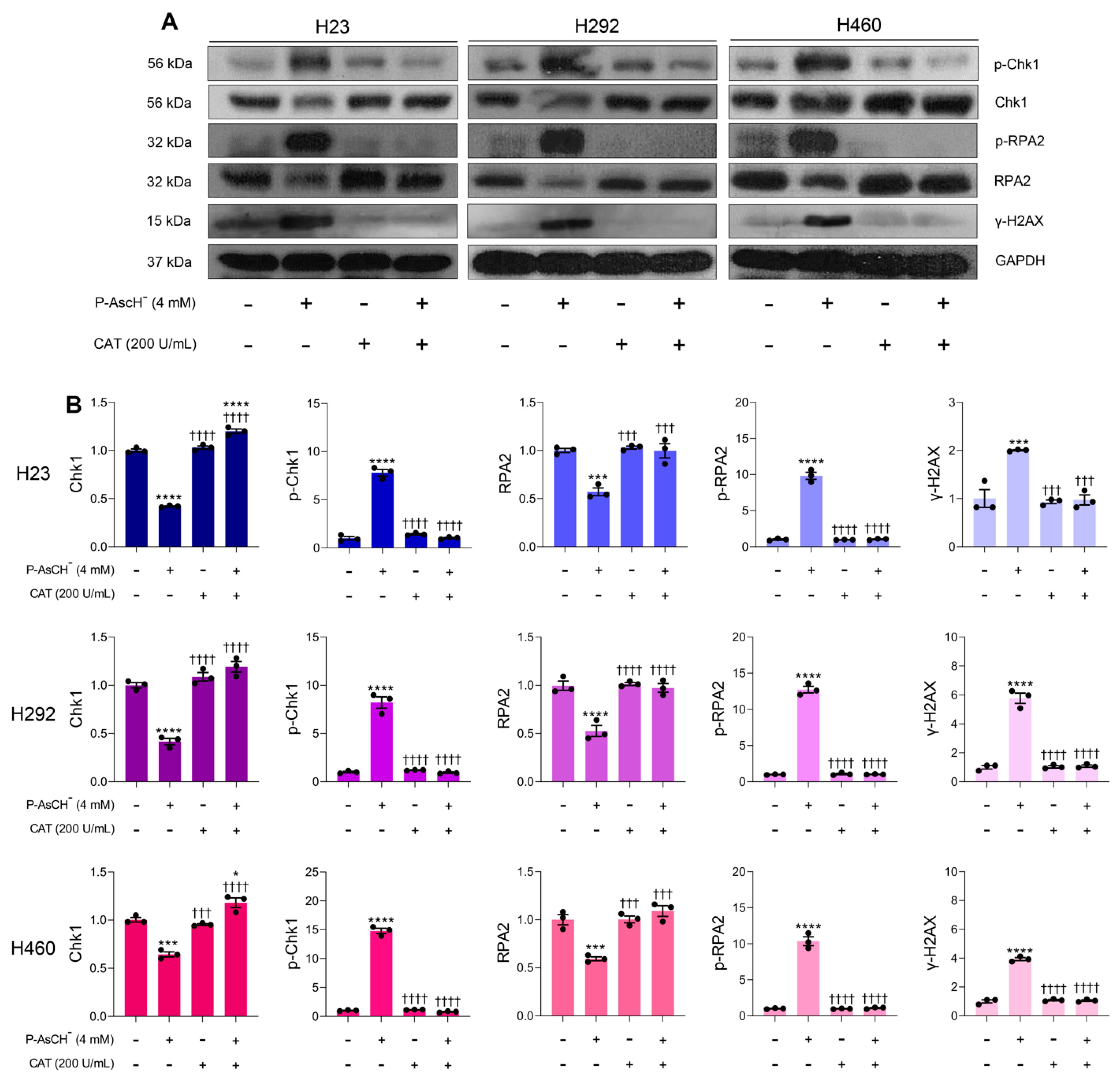 Antioxidants 12 01775 g005
