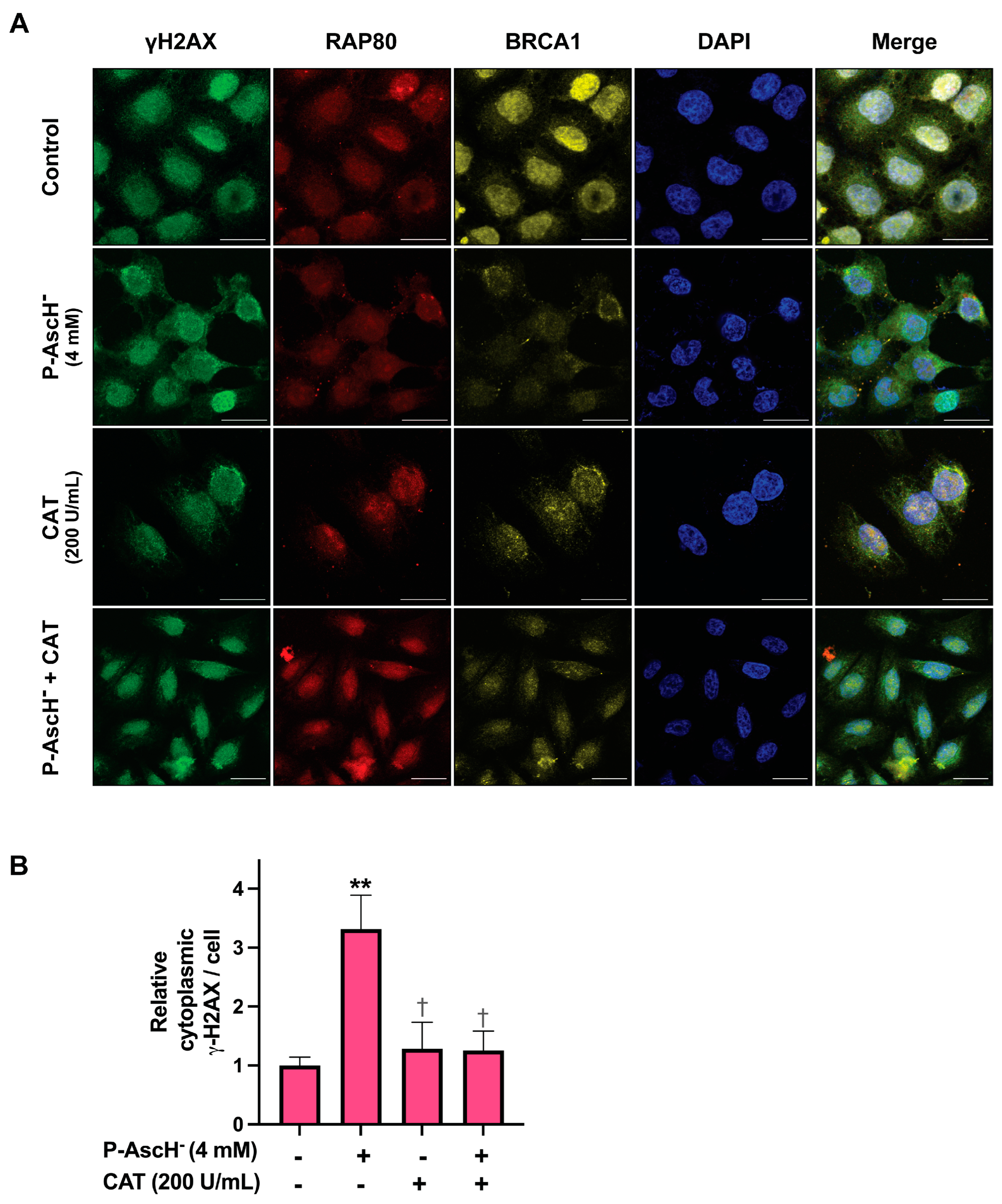 Antioxidants 12 01775 g006