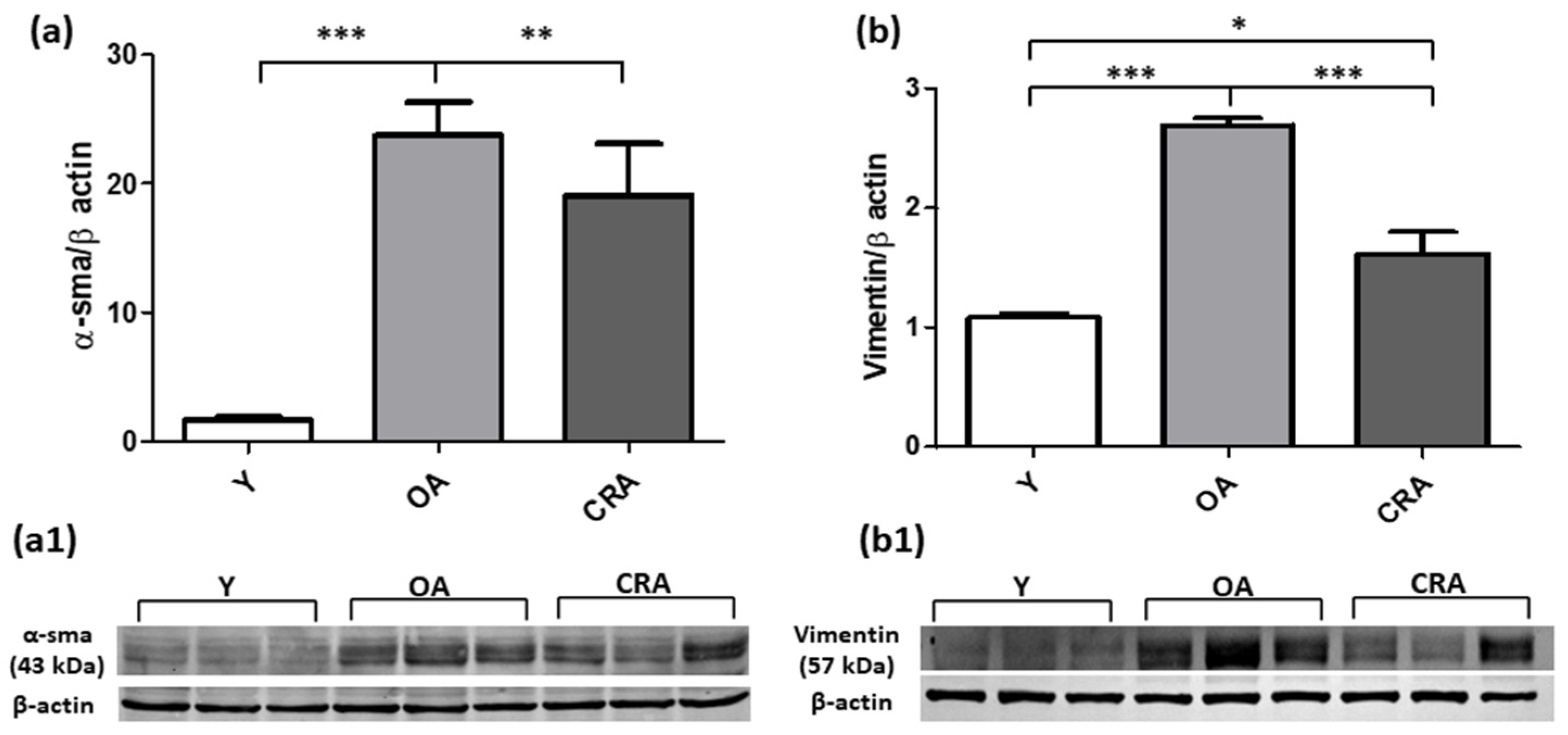 Antioxidants 12 01778 g002