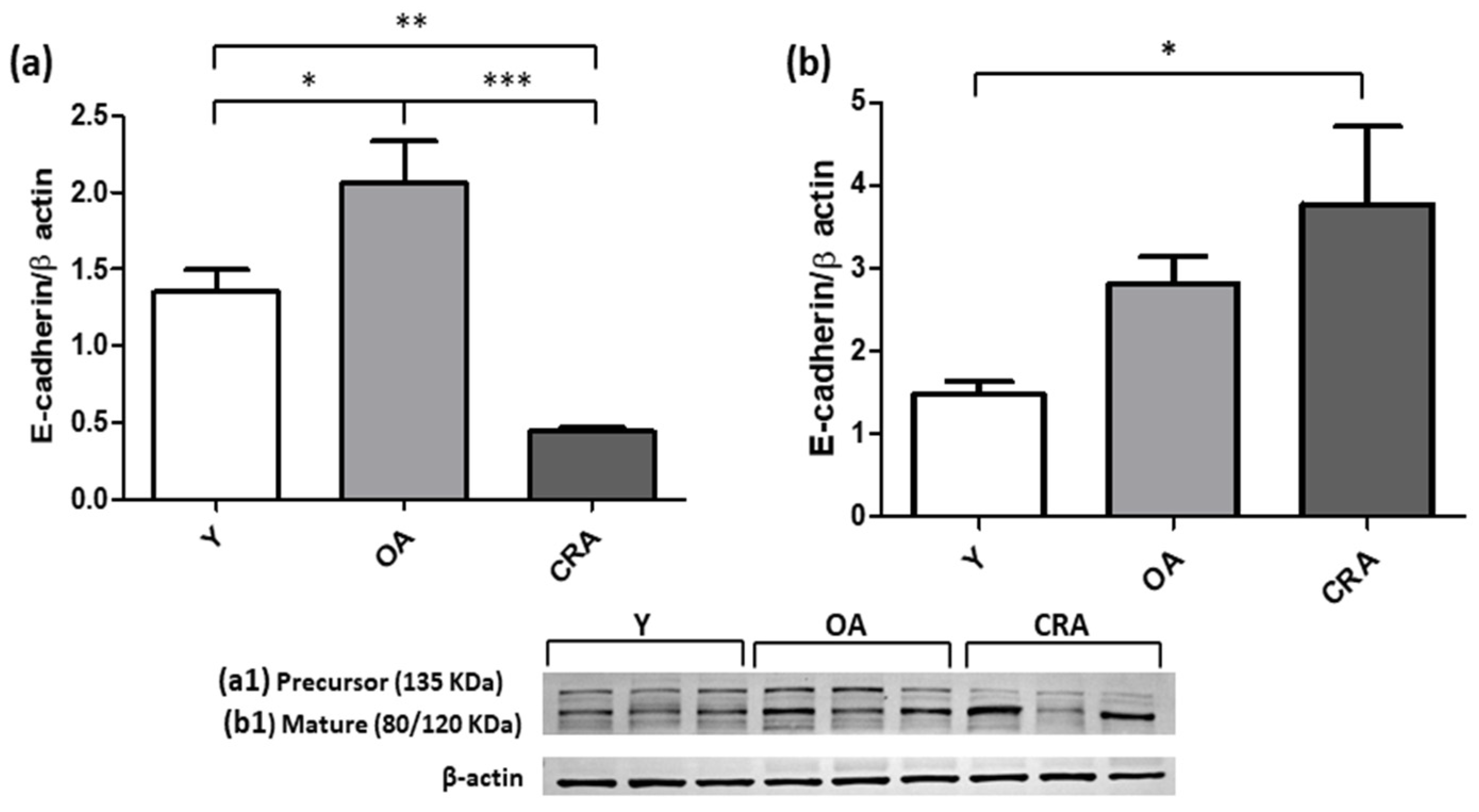 Antioxidants 12 01778 g004
