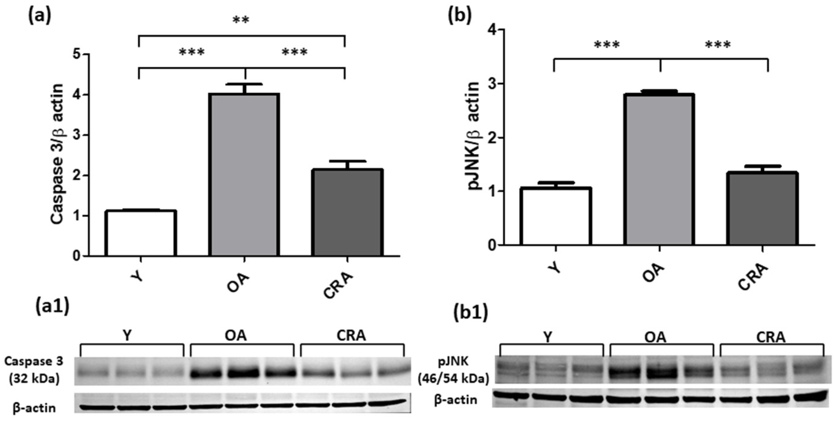 Antioxidants 12 01778 g007