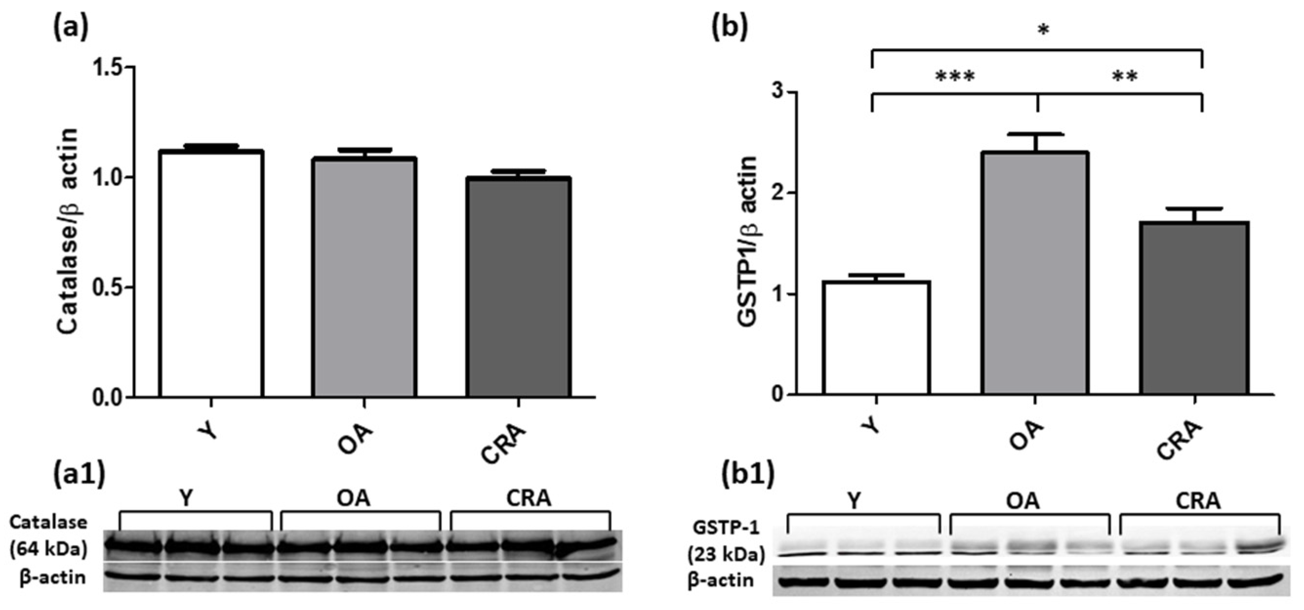 Antioxidants 12 01778 g010
