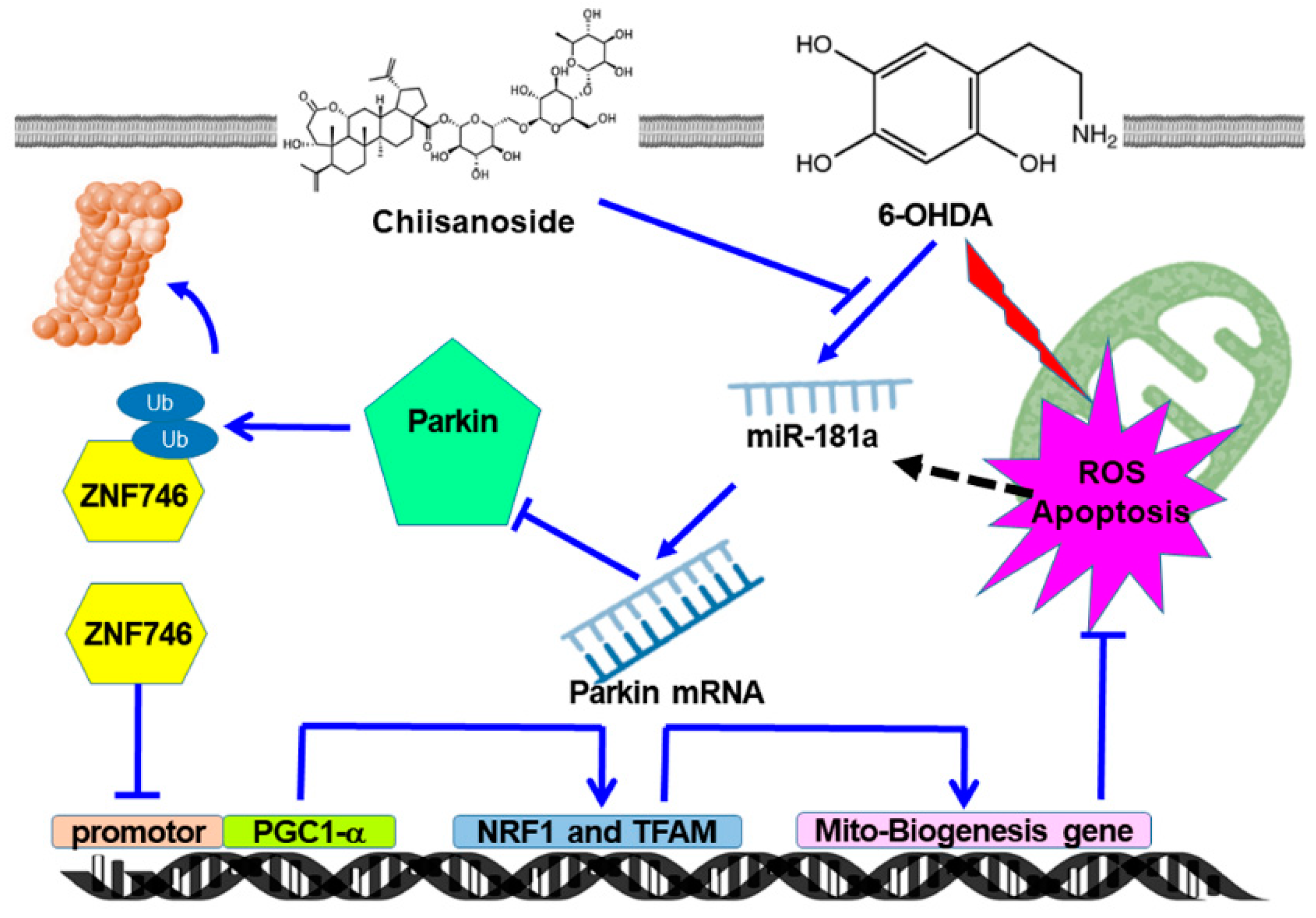 Antioxidants 12 01782 g011