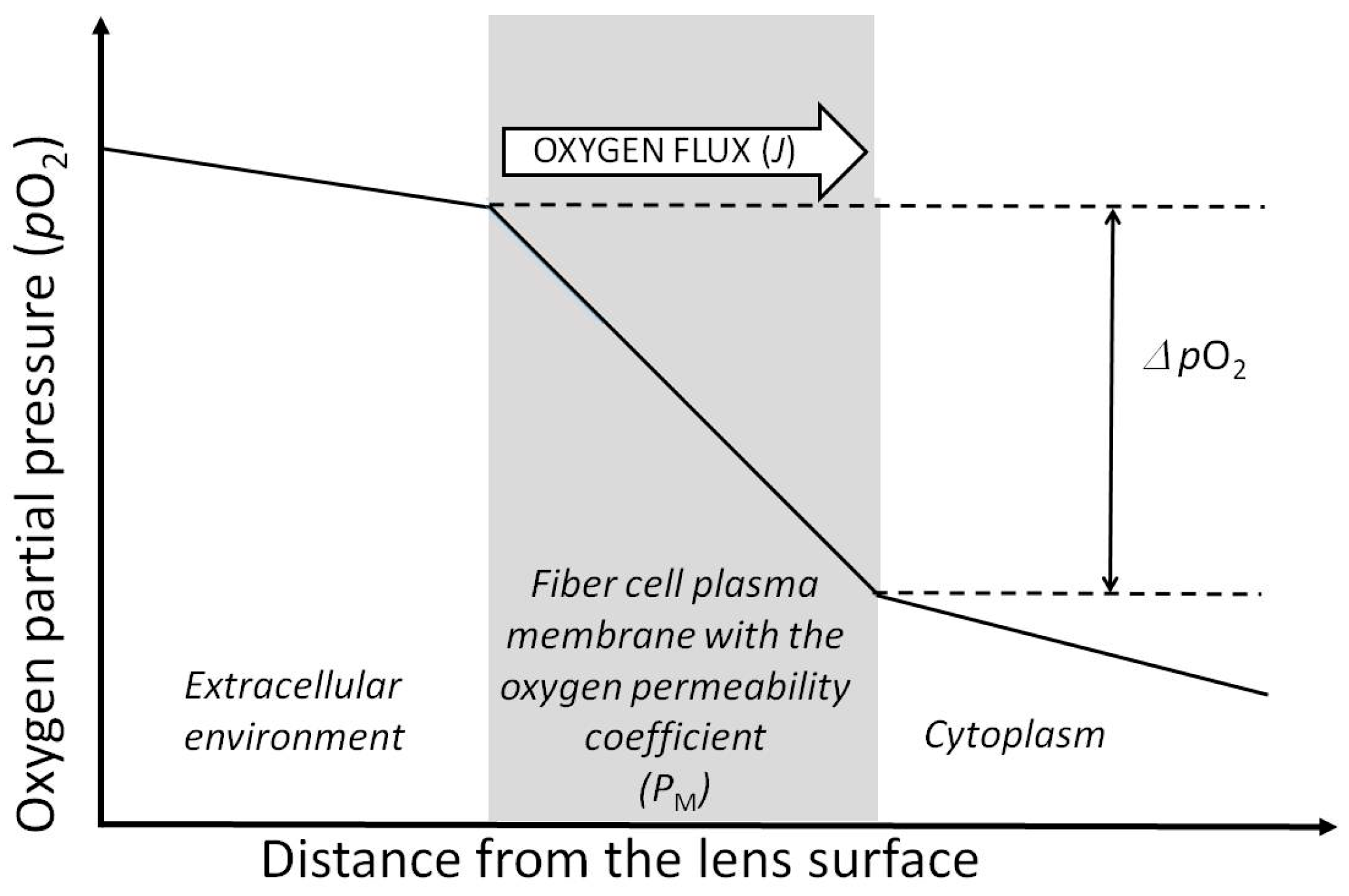 Antioxidants 12 01783 g004 Antioxidants 12 01783 g004