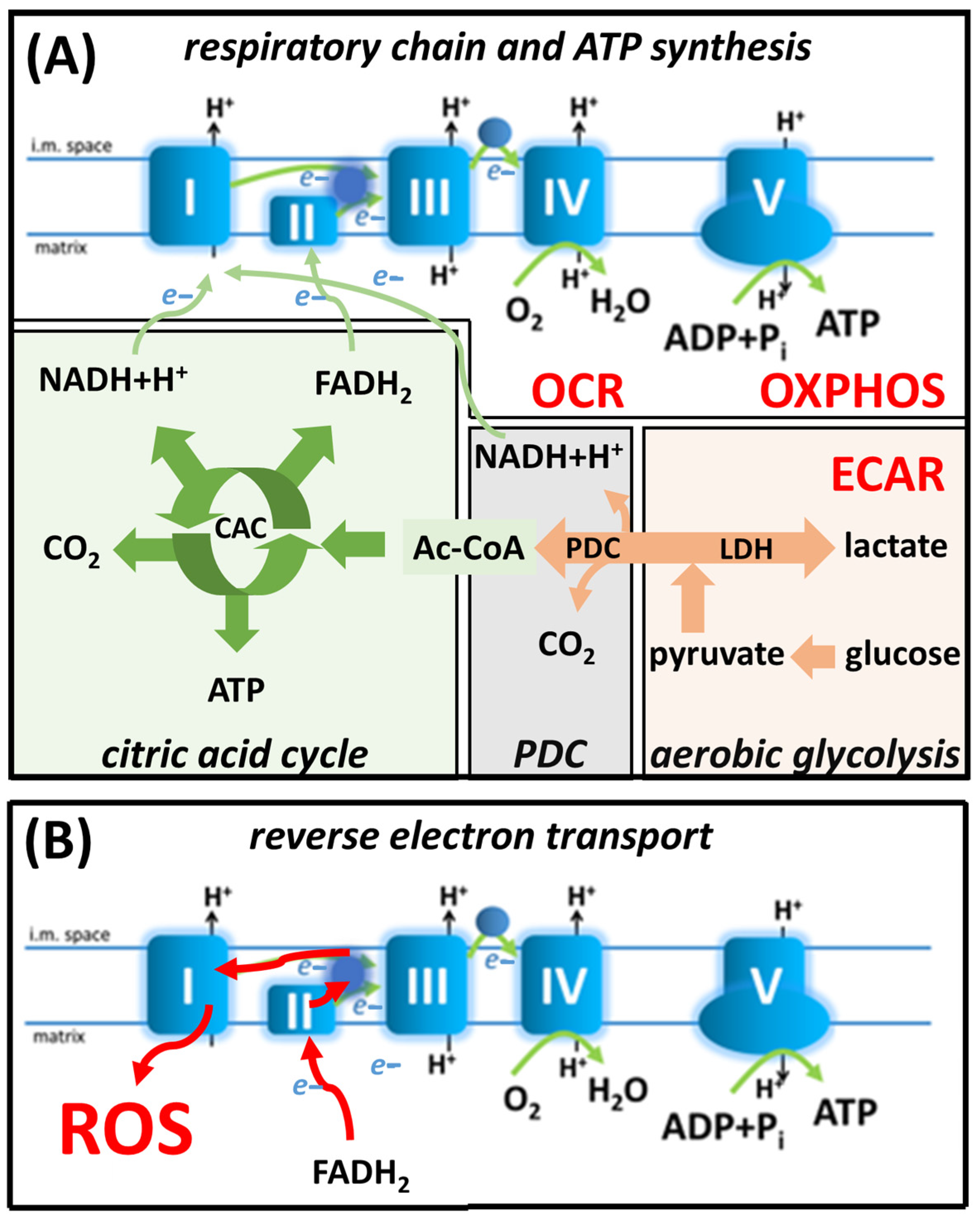 Antioxidants 12 01790 g001