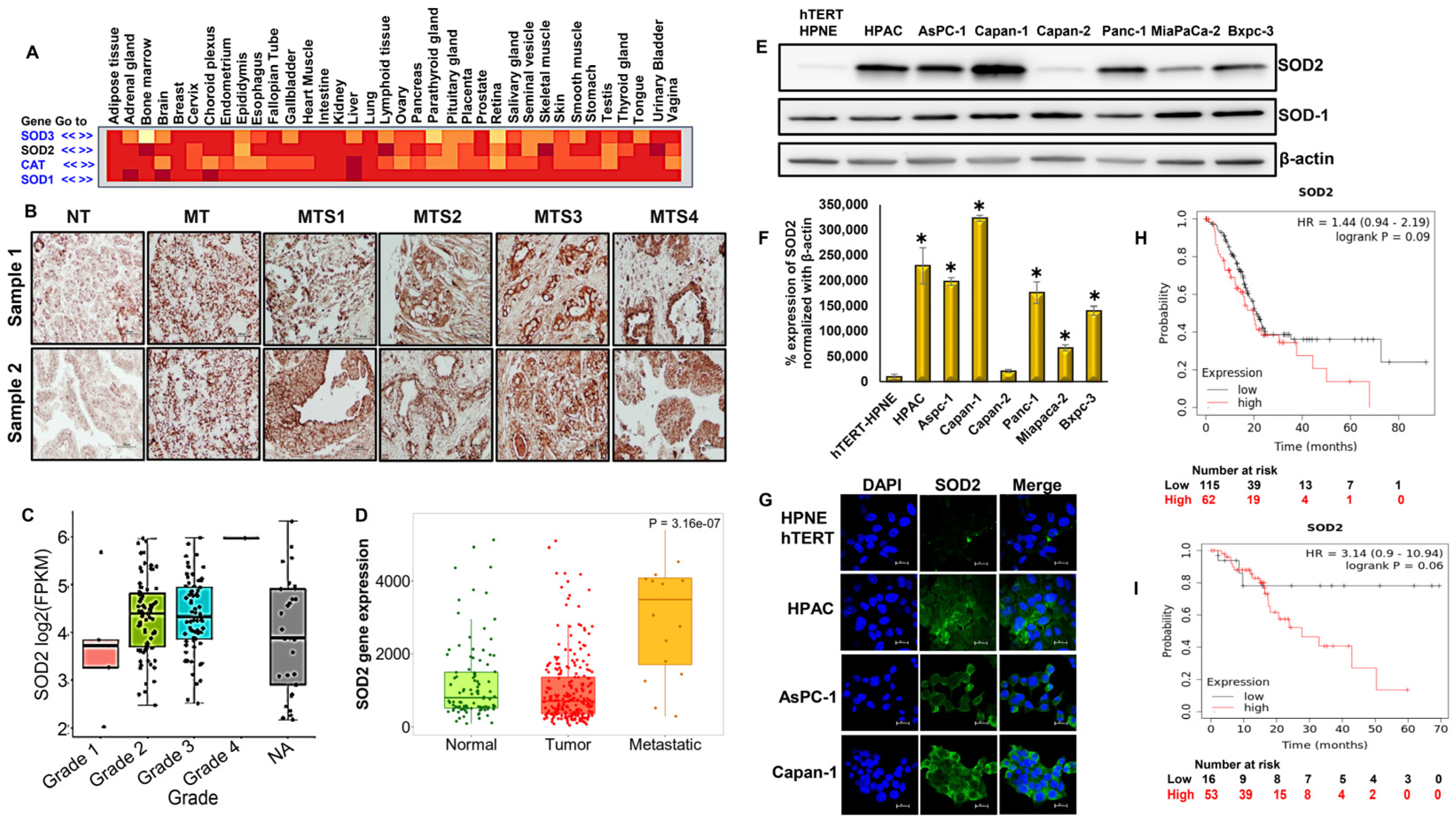 Antioxidants 12 01791 g001