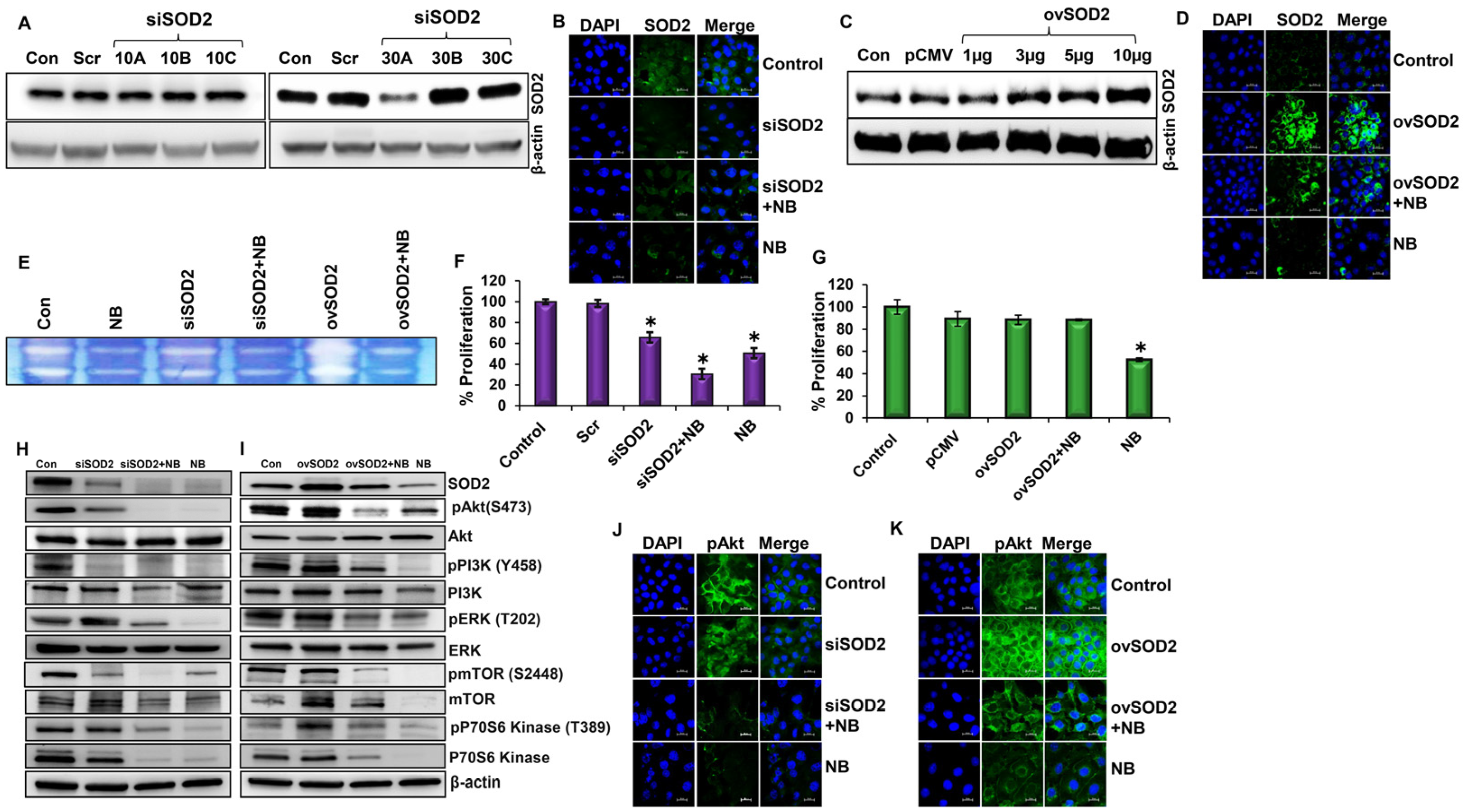 Antioxidants 12 01791 g002