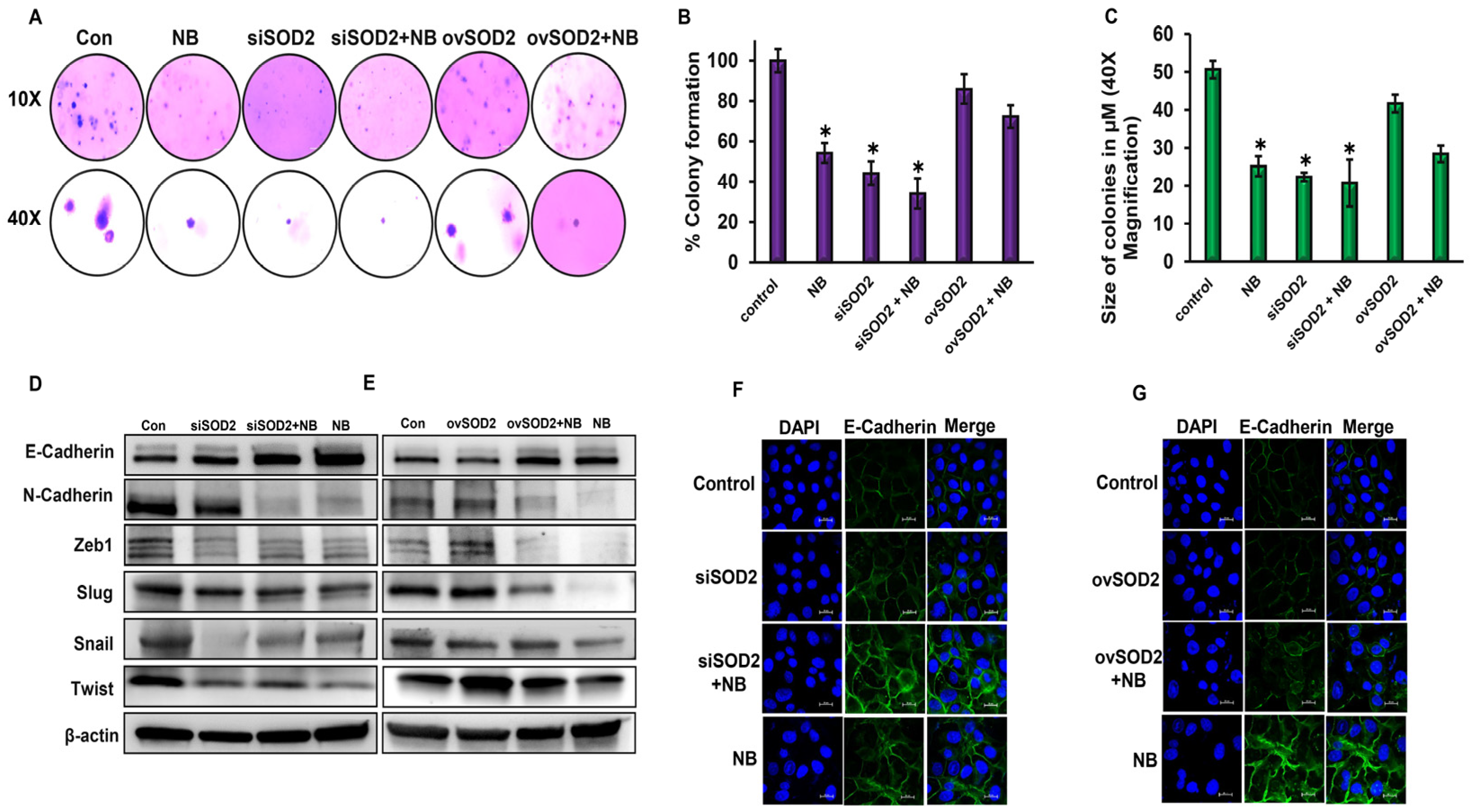Antioxidants 12 01791 g005