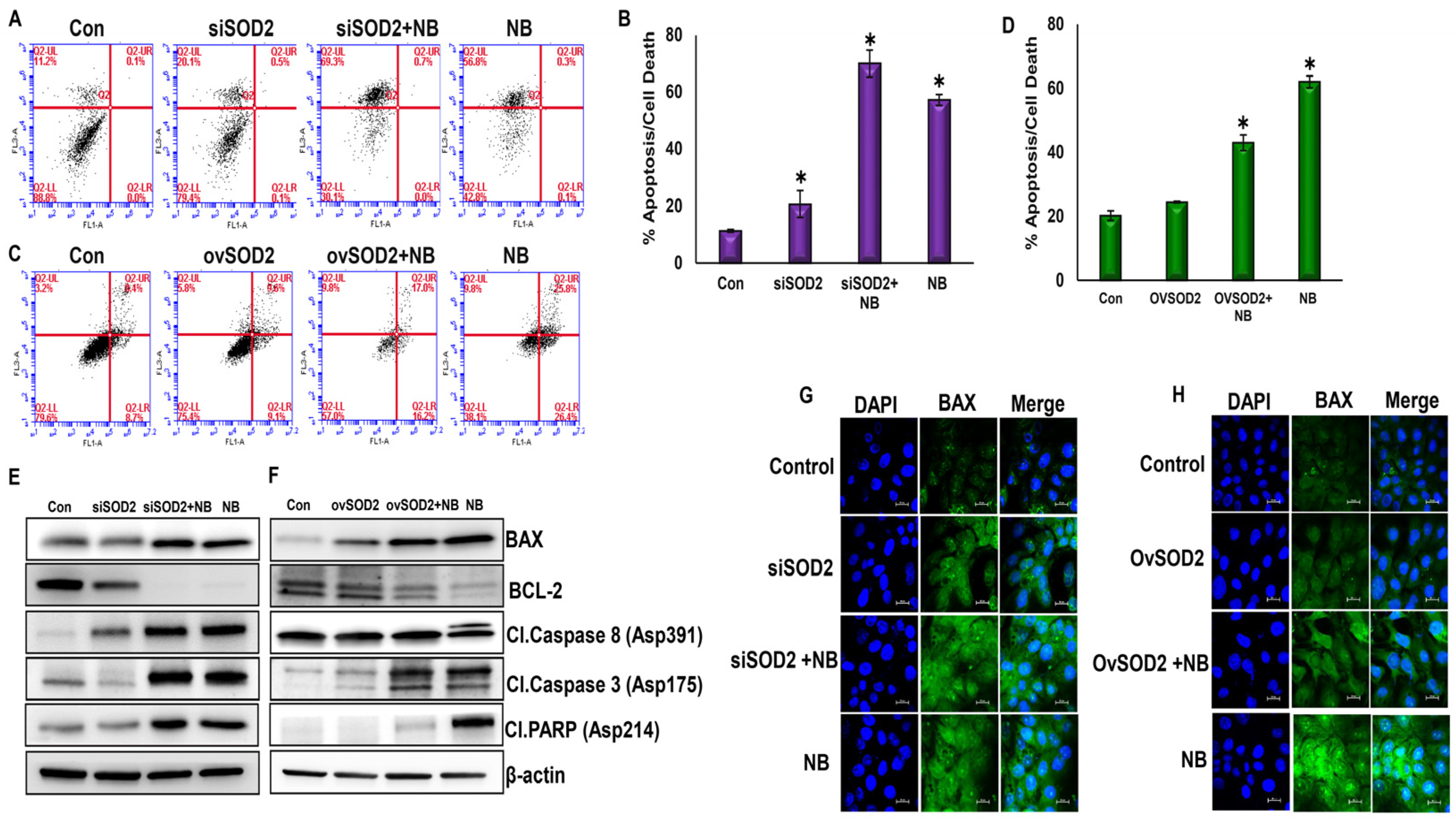 Antioxidants 12 01791 g006