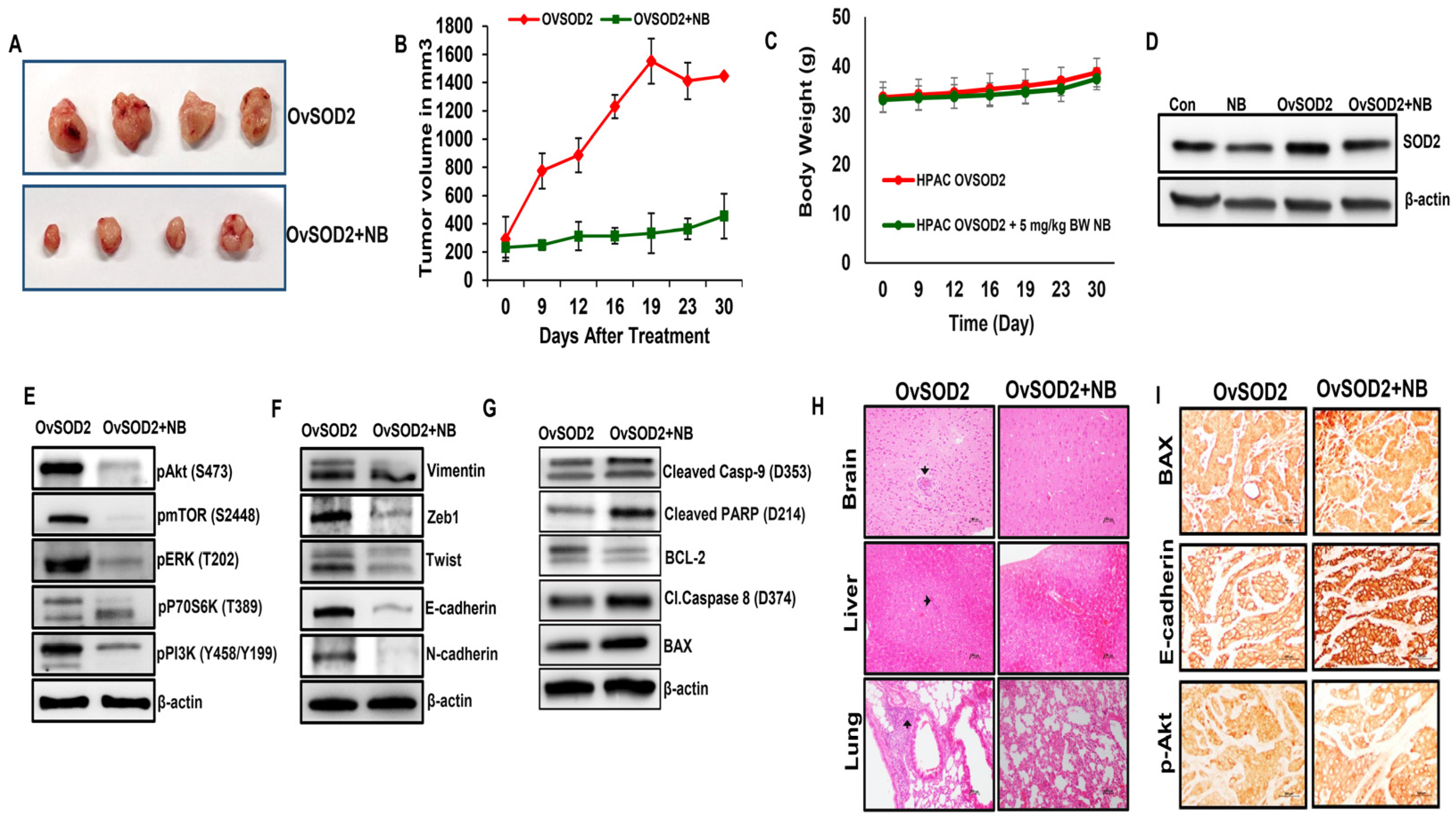 Antioxidants 12 01791 g007