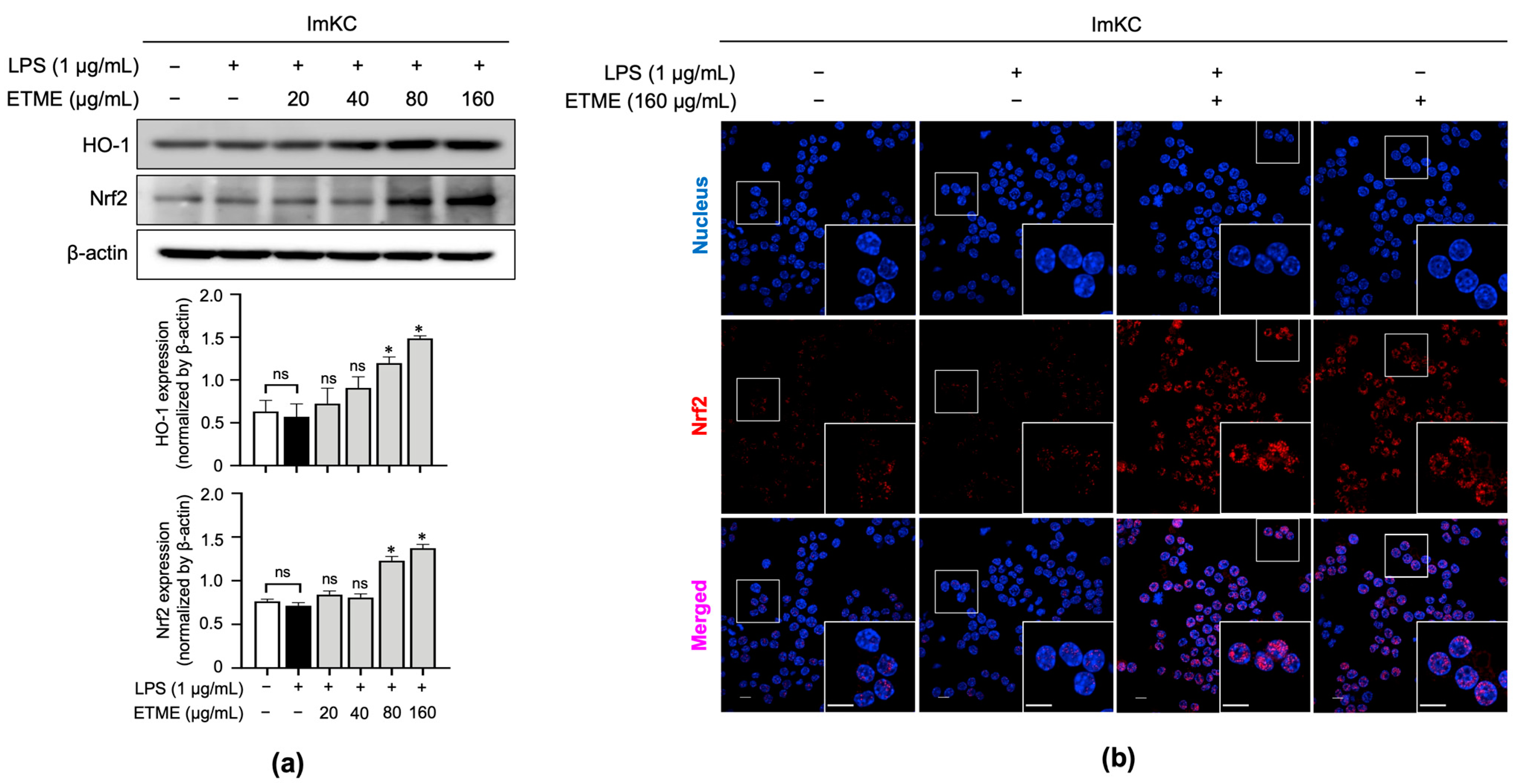 Antioxidants 12 01792 g006