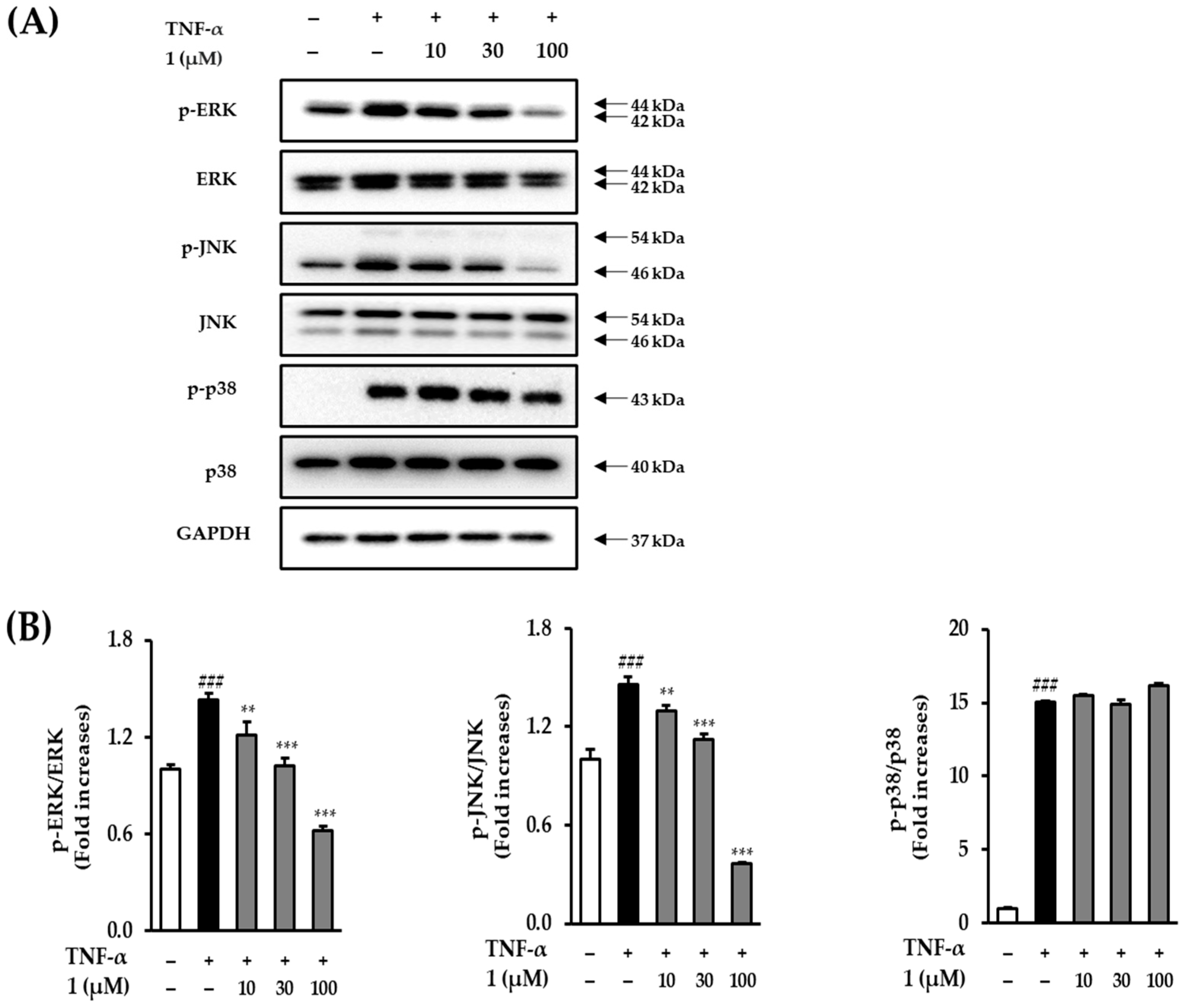 Antioxidants 12 01803 g008