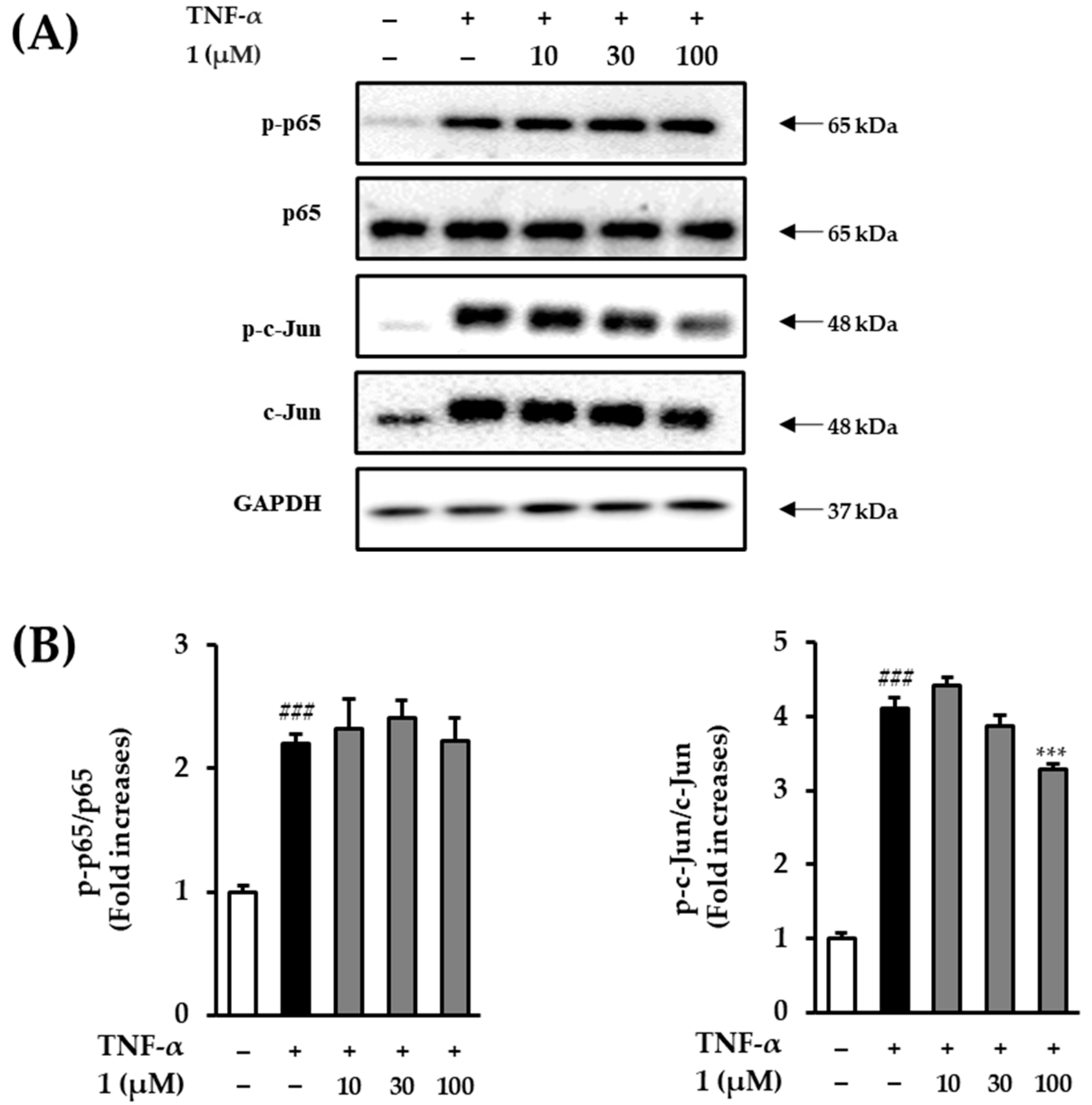 Antioxidants 12 01803 g009