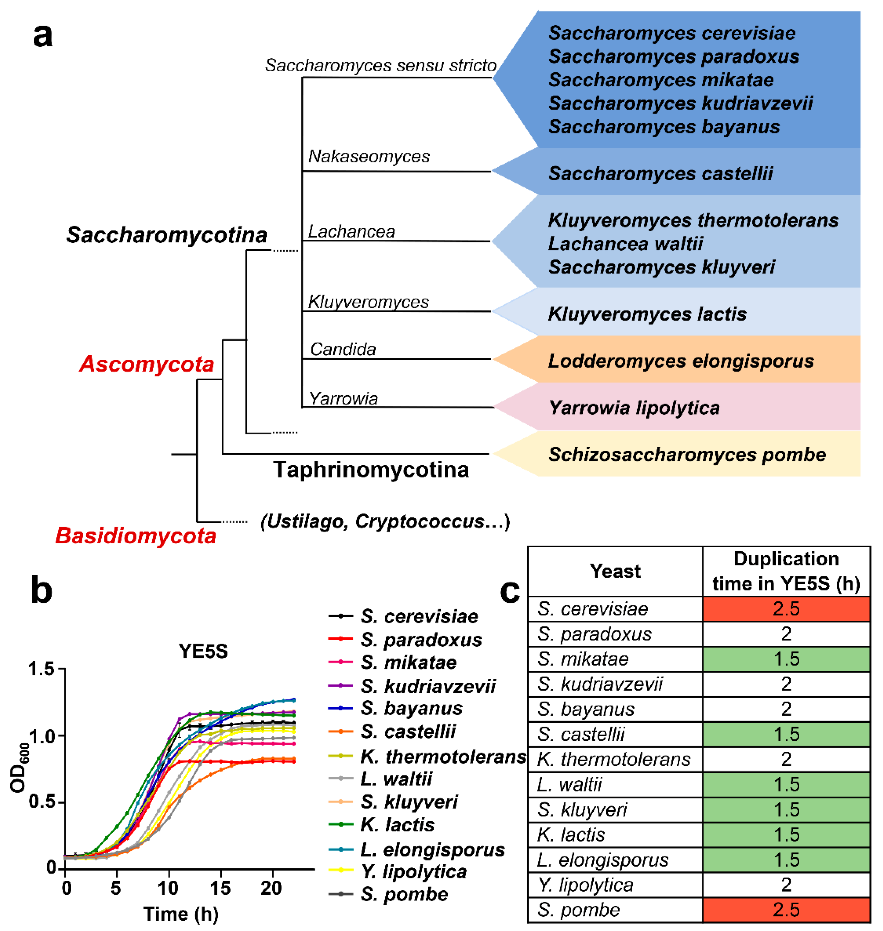 Antioxidants 12 01810 g001