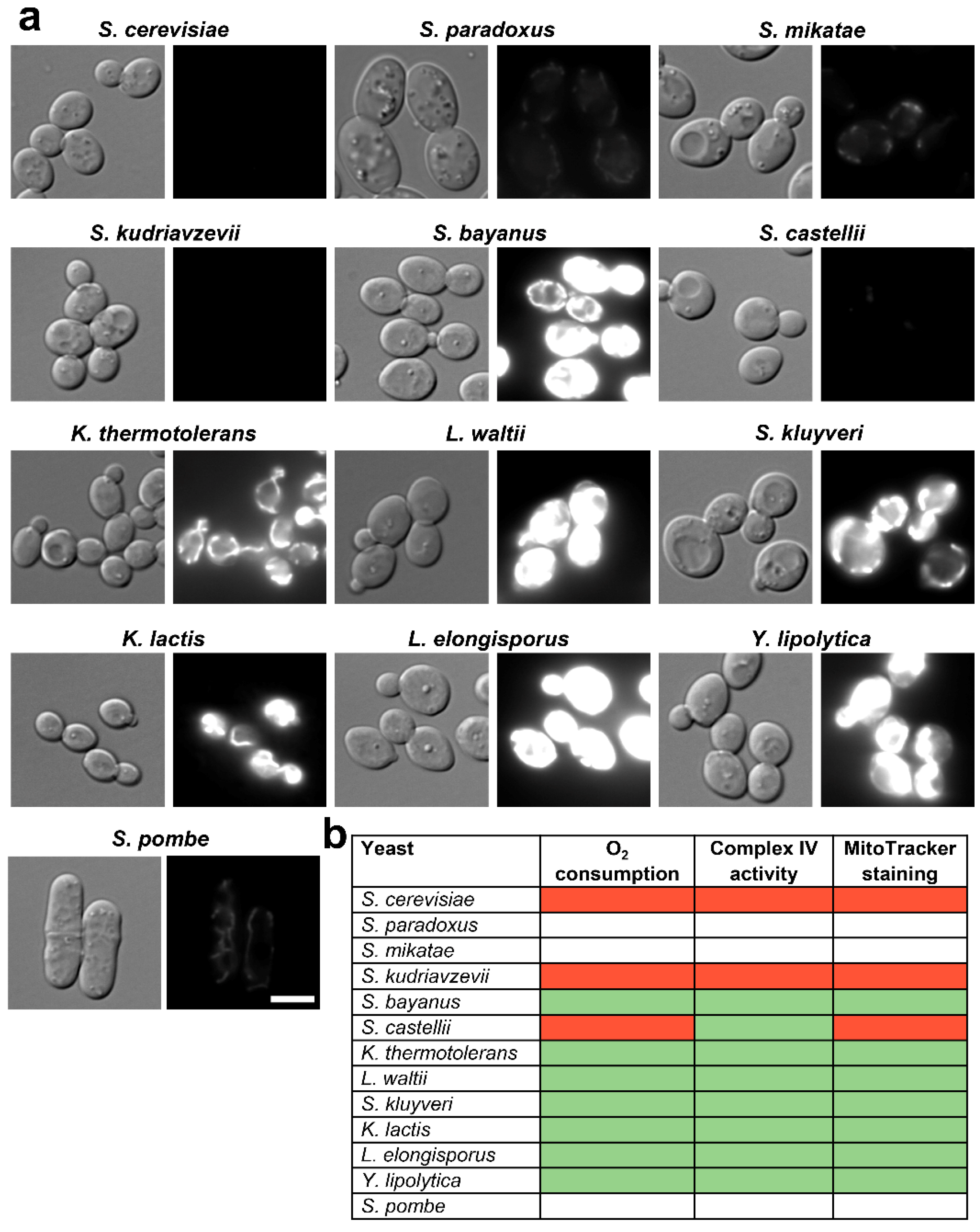 Antioxidants 12 01810 g004