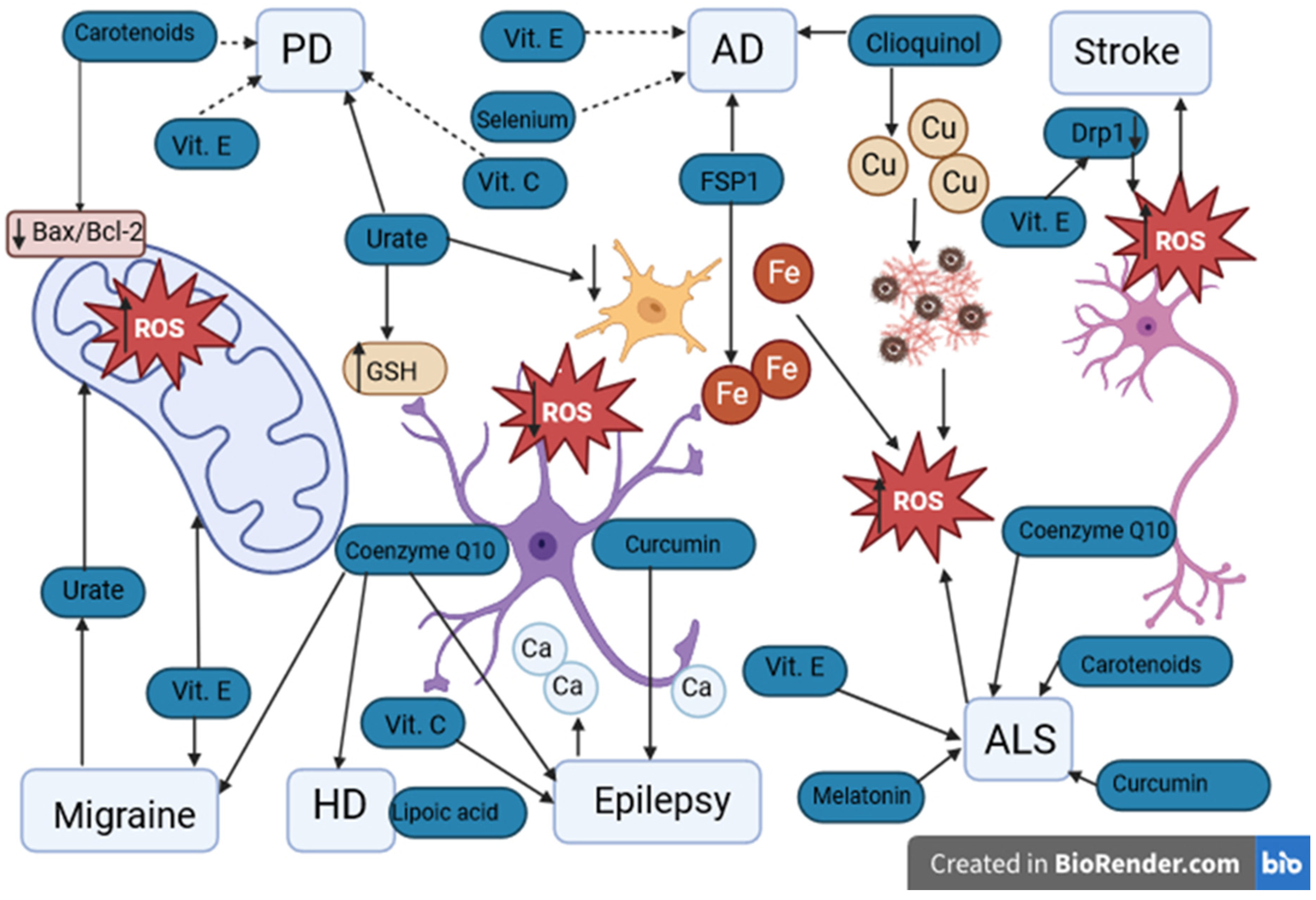 Antioxidants 12 01811 g003 Antioxidants 12 01811 g003